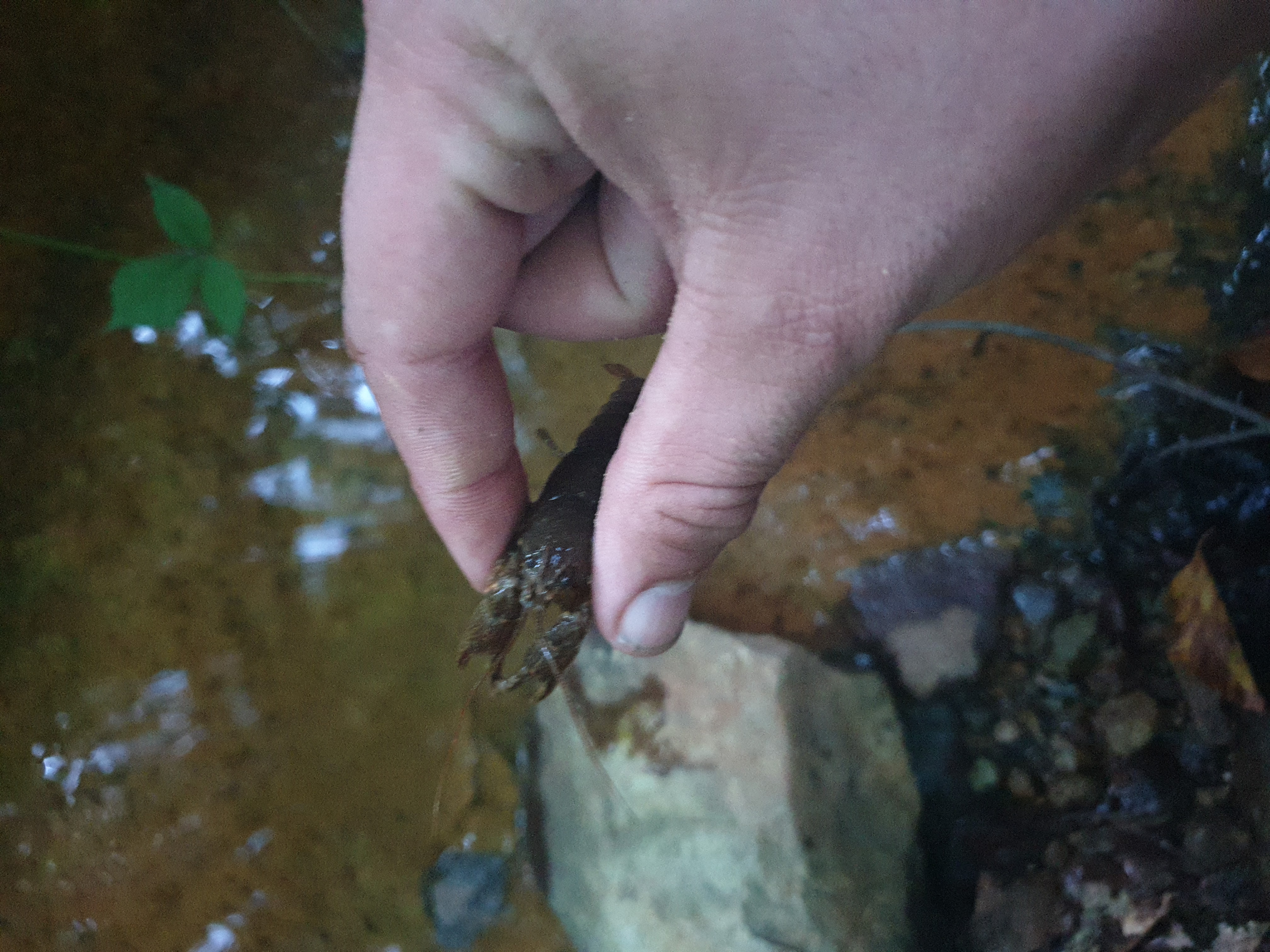Freshwater Crayfish Records #001