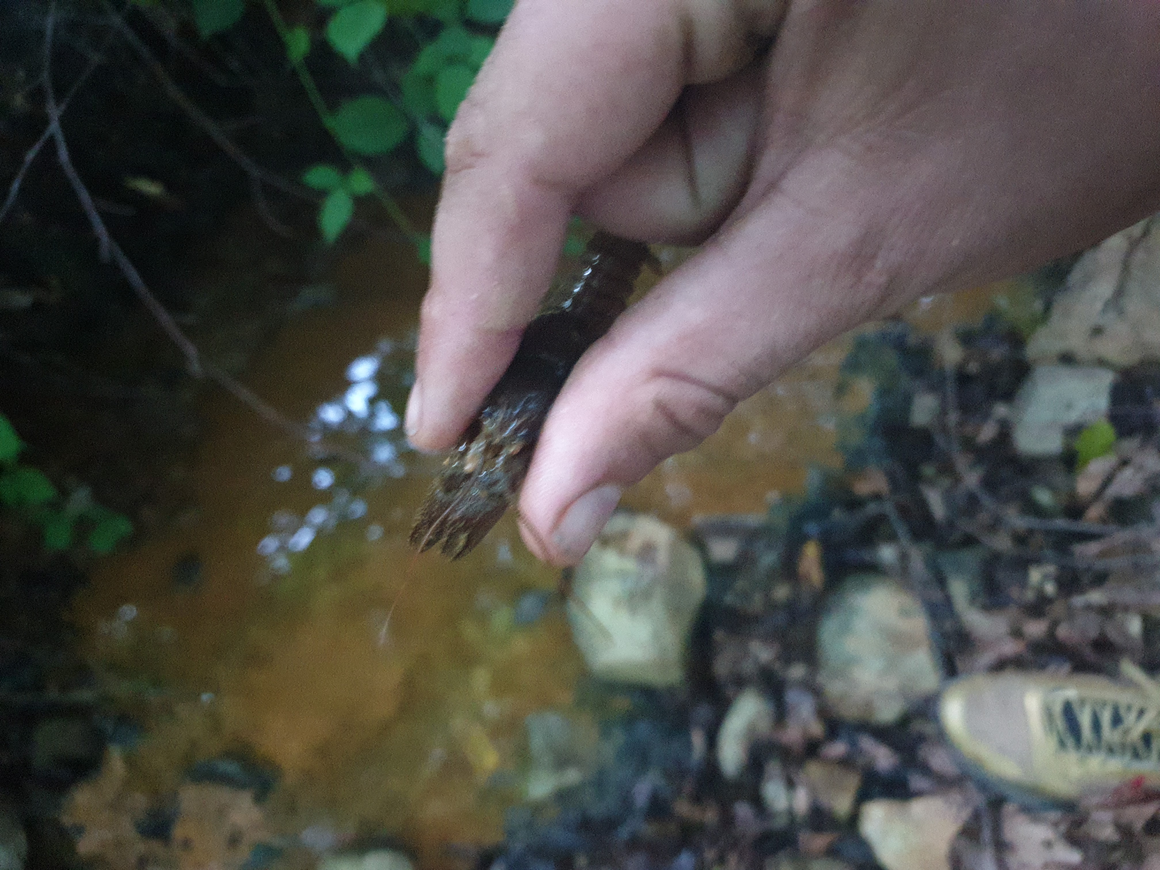 Freshwater Crayfish Records #002