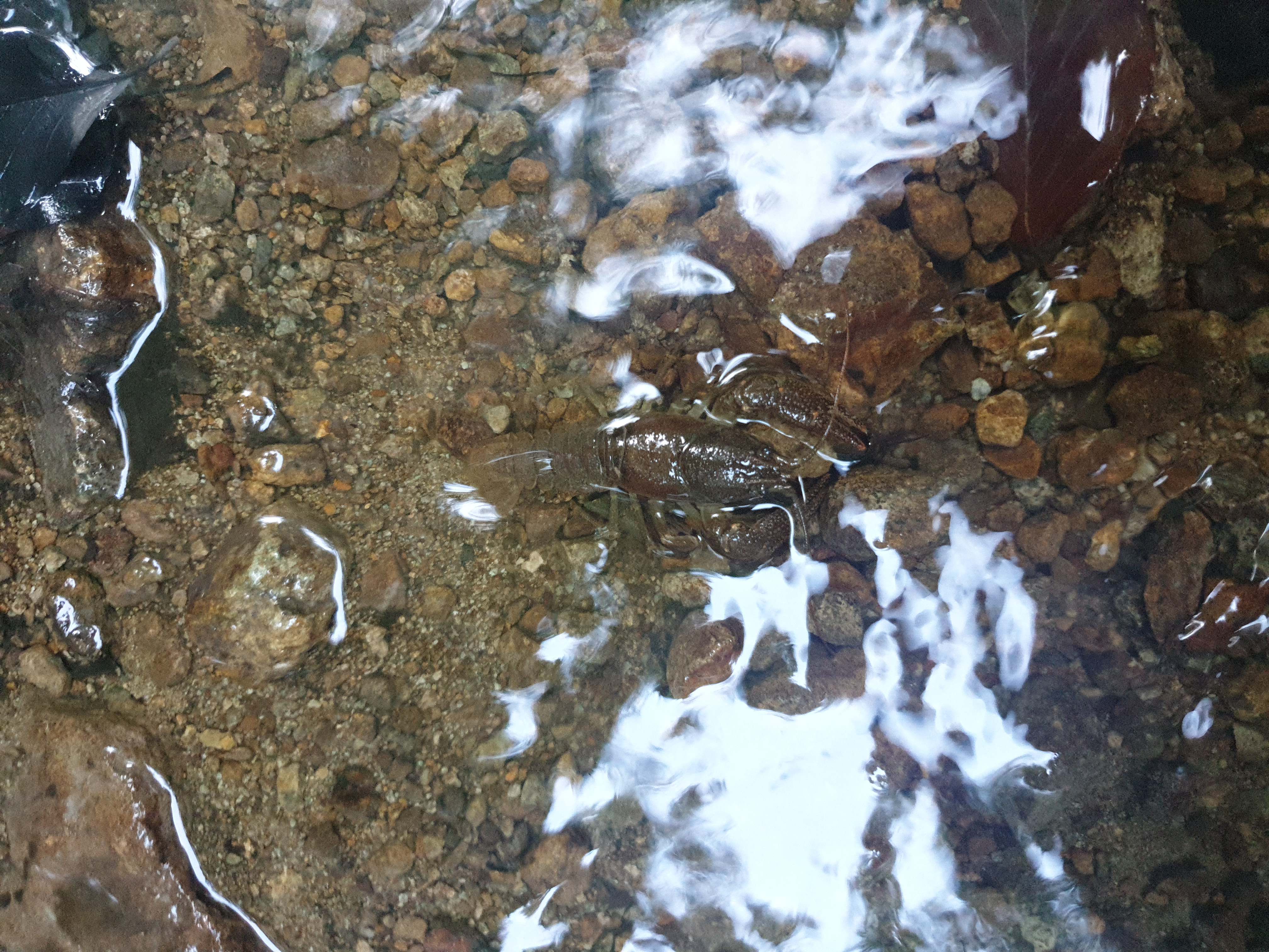 Freshwater Crayfish Records #003