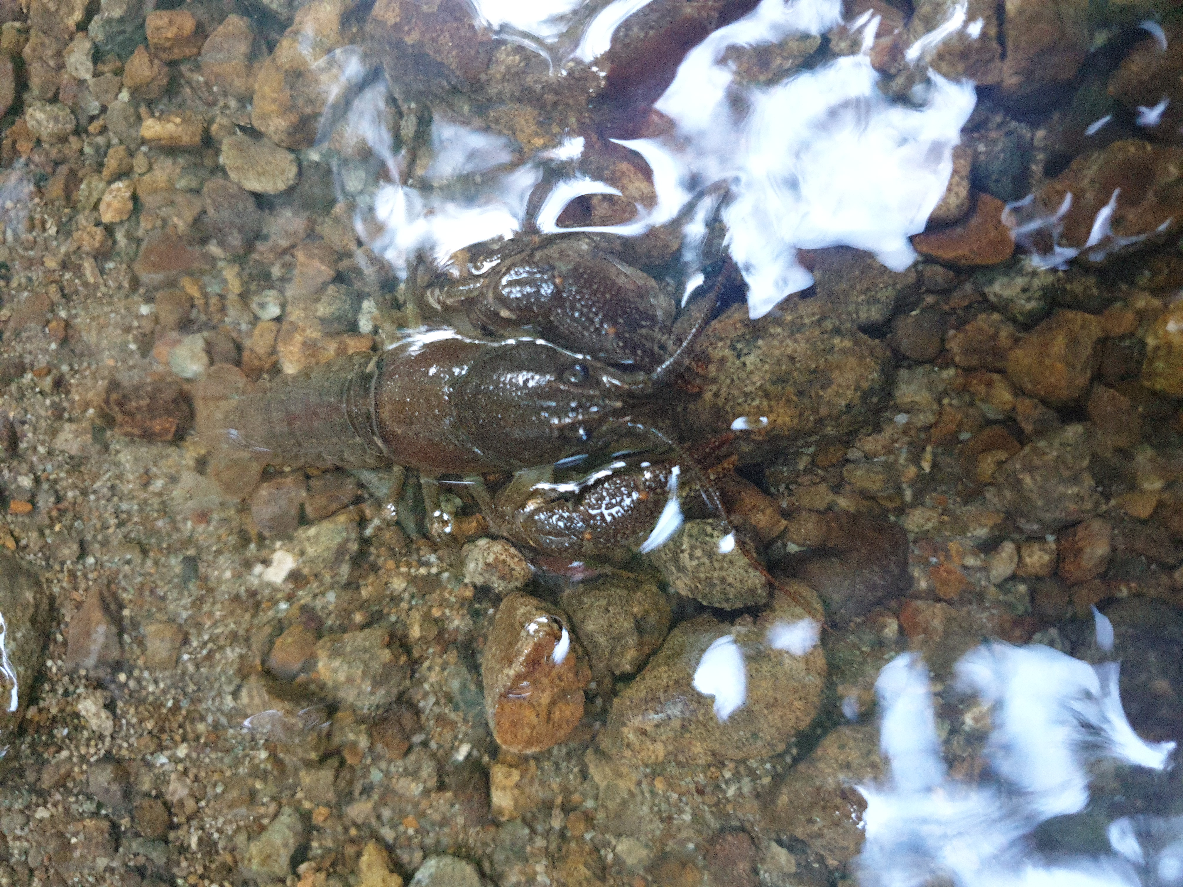Freshwater Crayfish Records #004