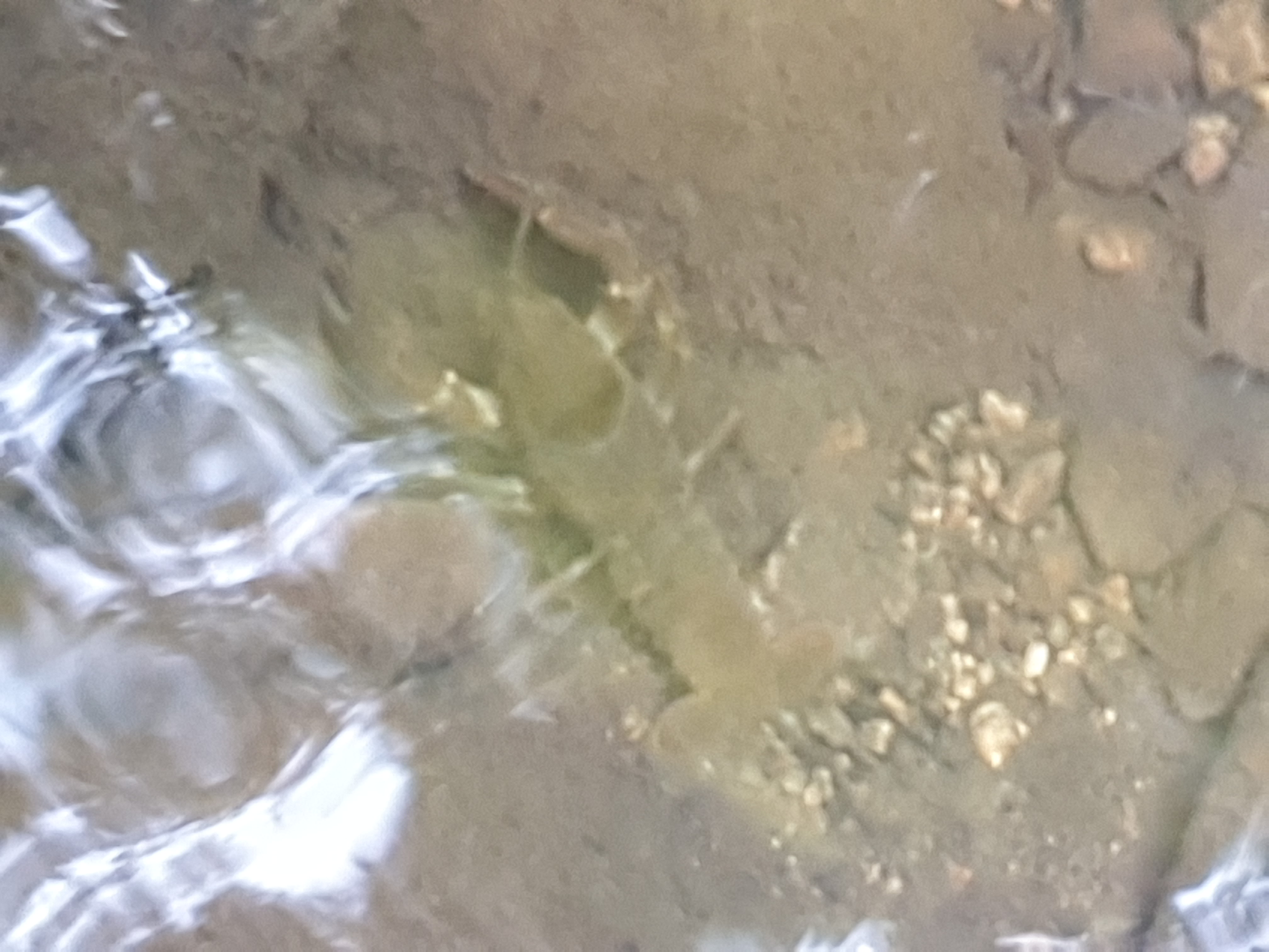 Freshwater Crayfish Records #006