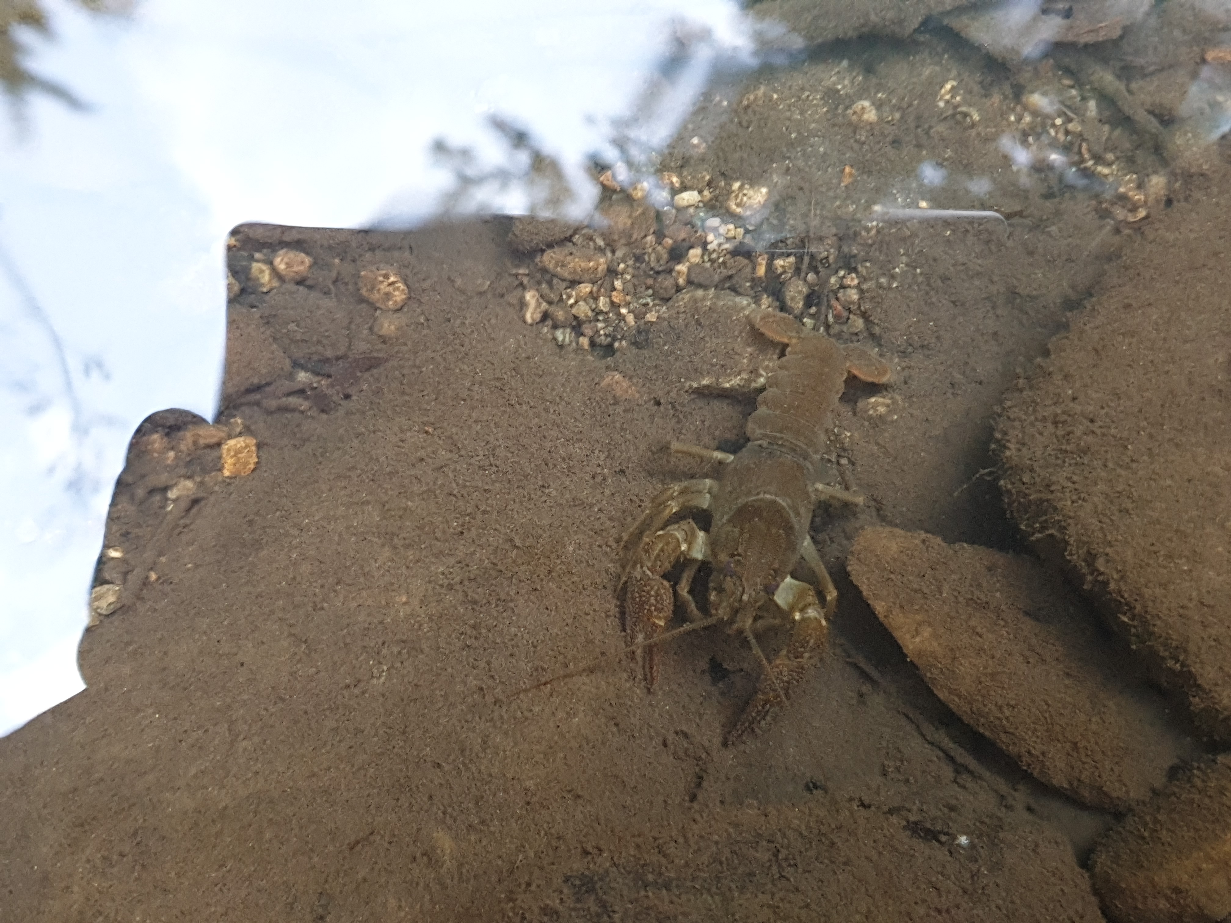 Freshwater Crayfish Records #007