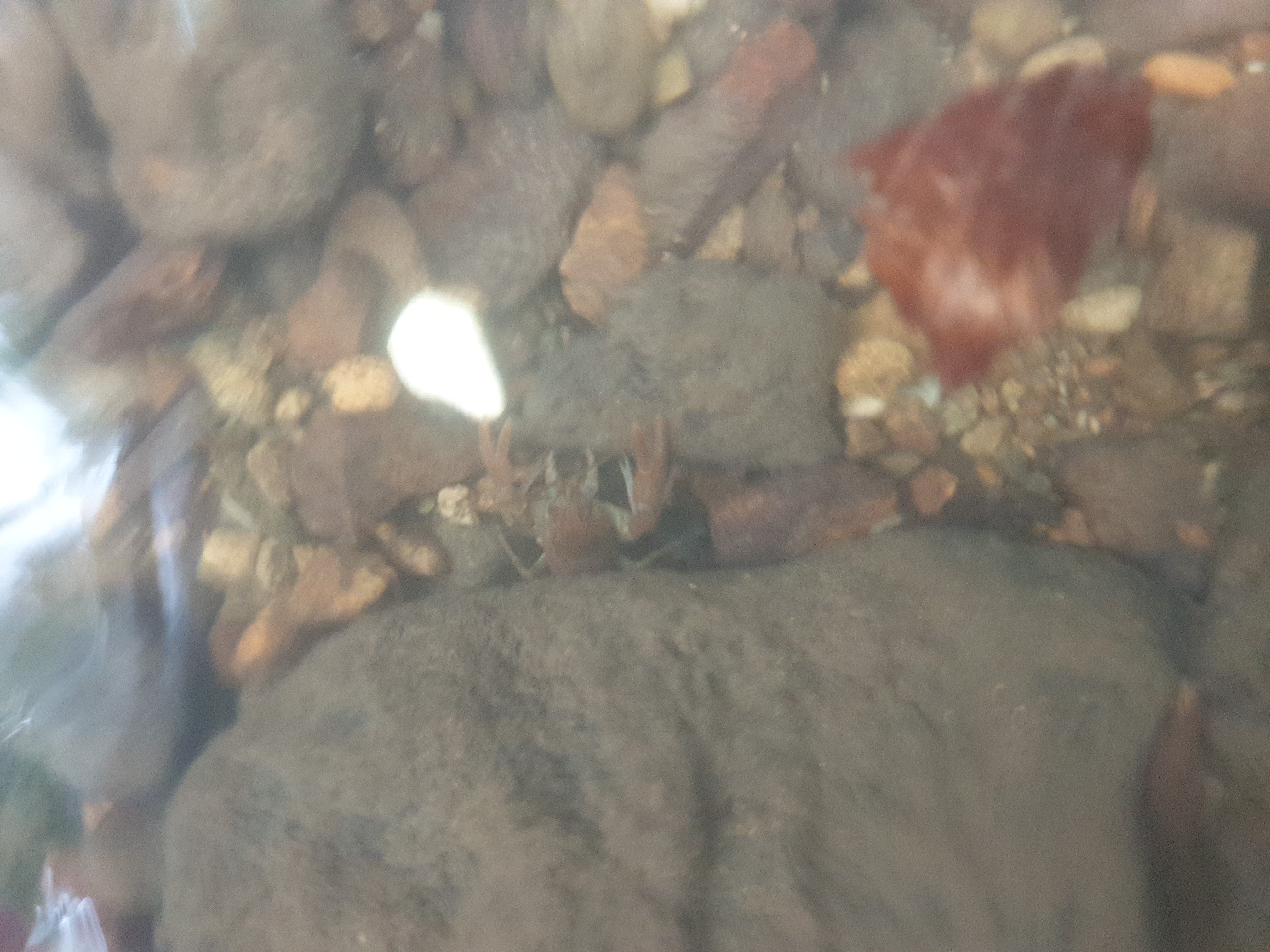 Freshwater Crayfish Records #009