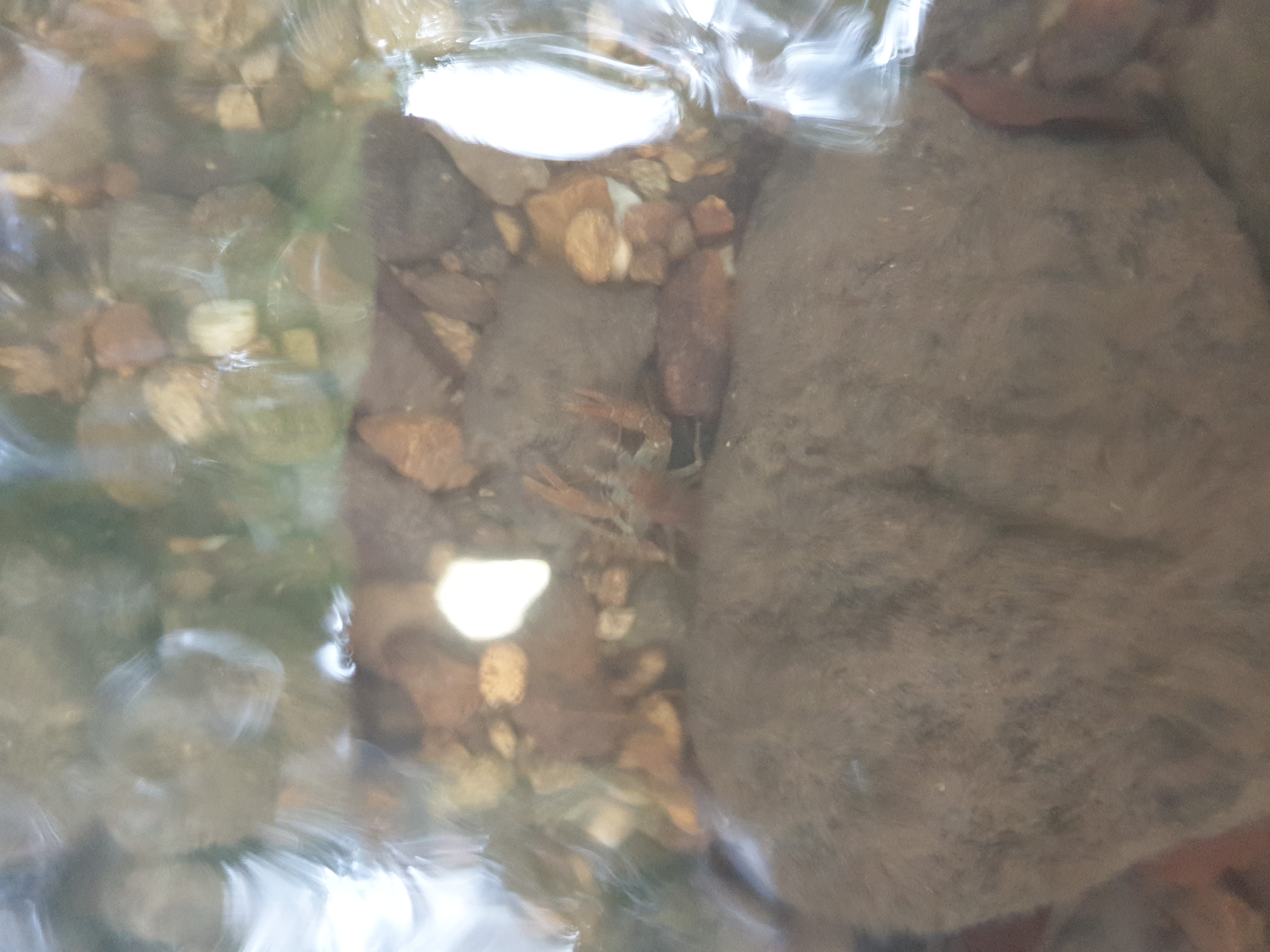 Freshwater Crayfish Records #013