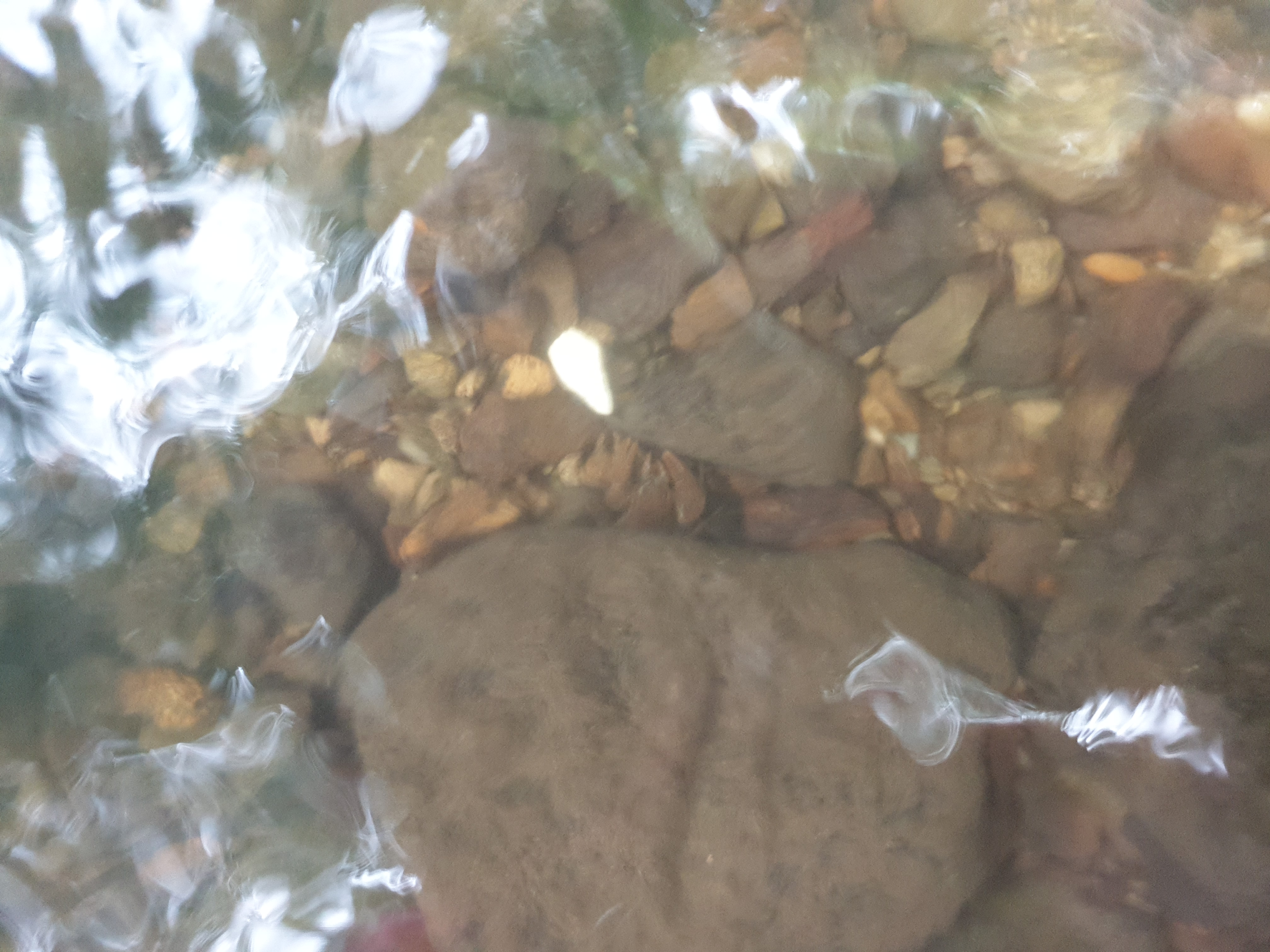 Freshwater Crayfish Records #015