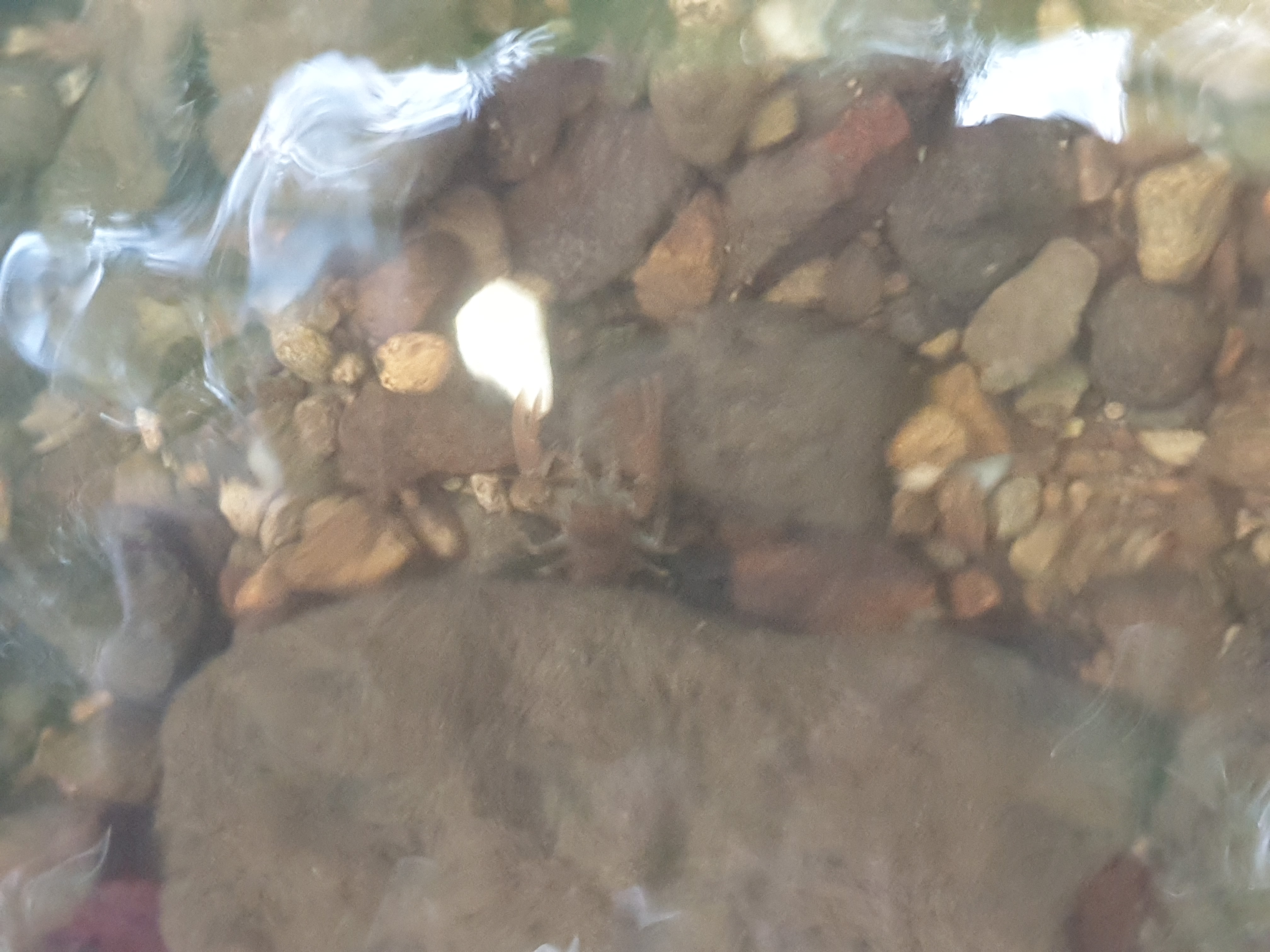 Freshwater Crayfish Records #016