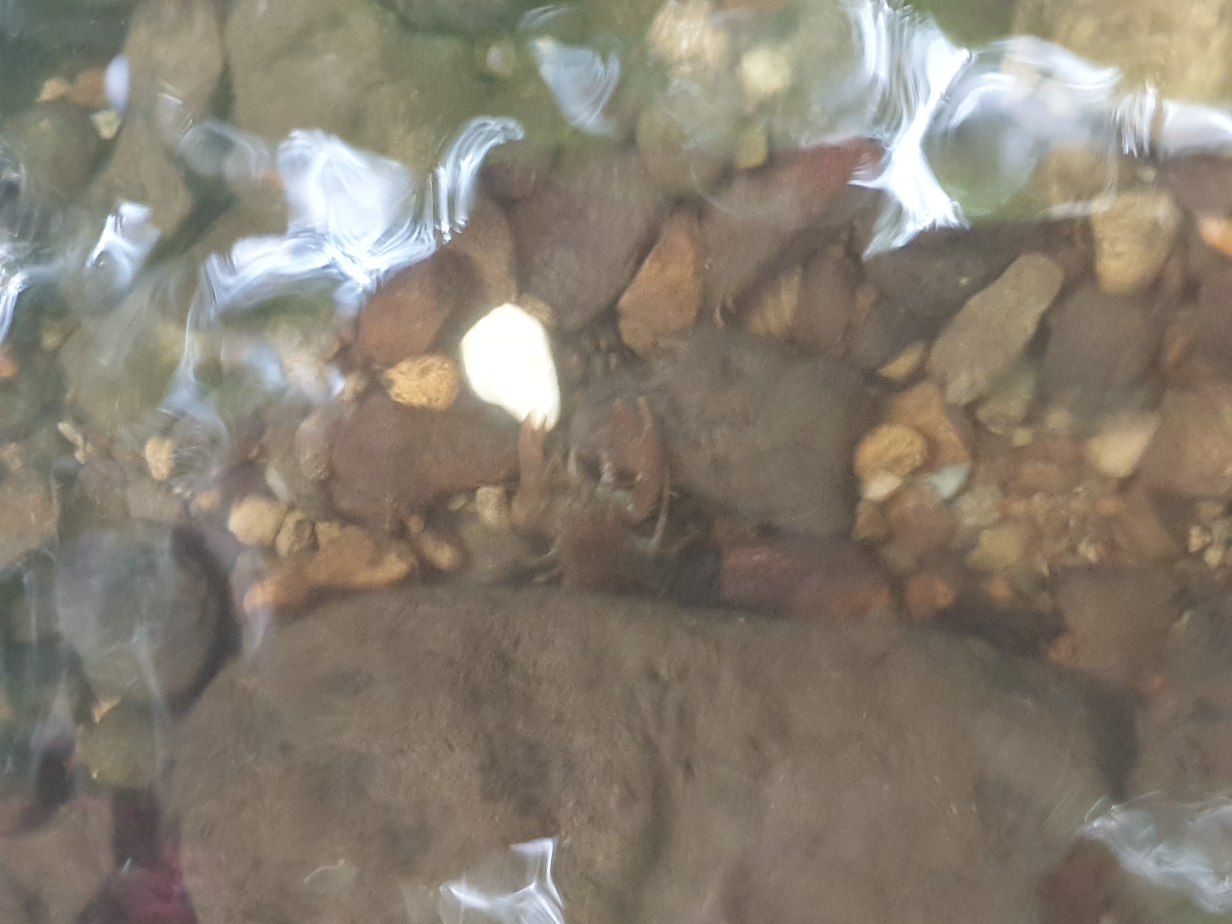 Freshwater Crayfish Records #017