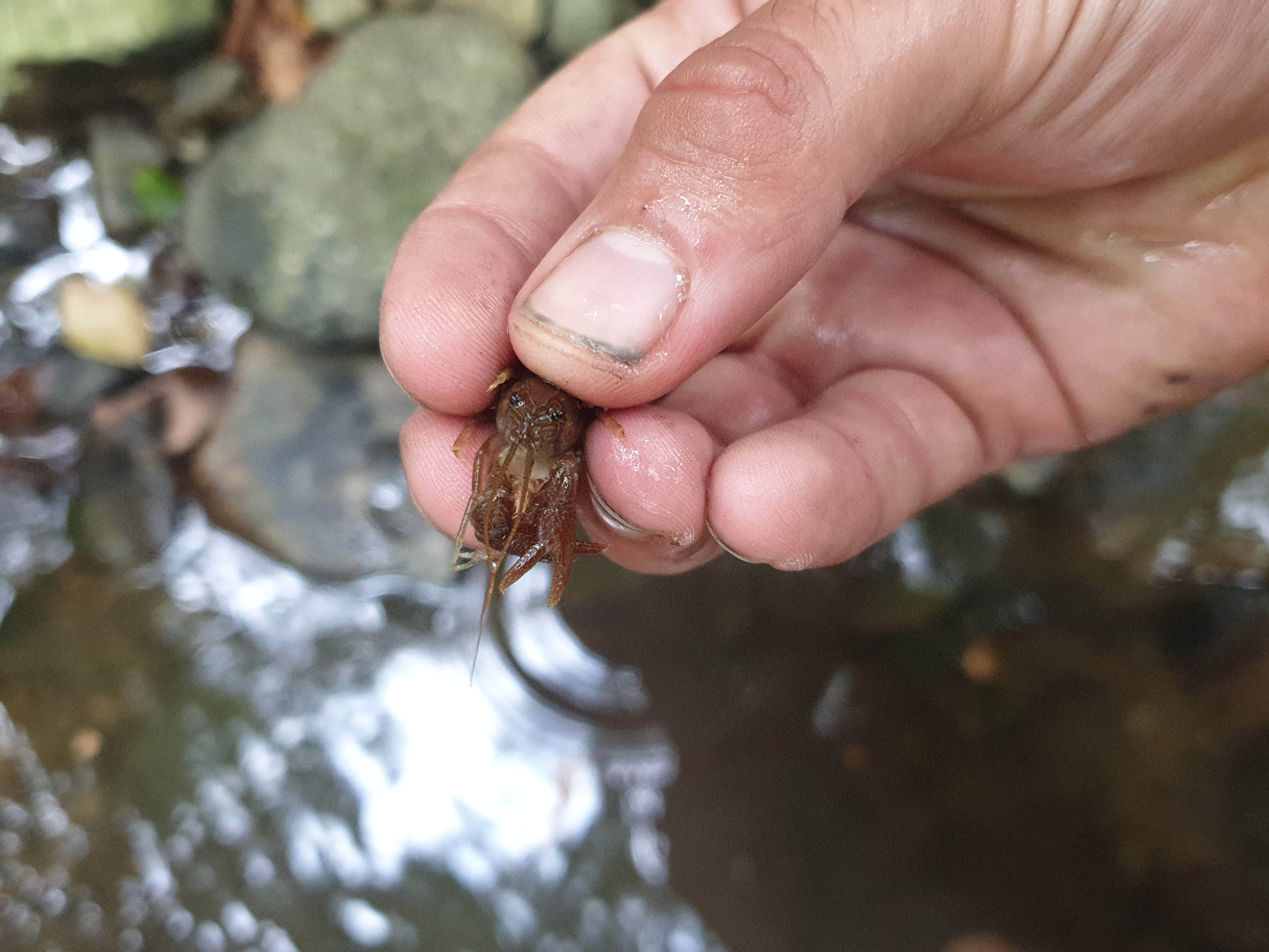 Freshwater Crayfish Records #018