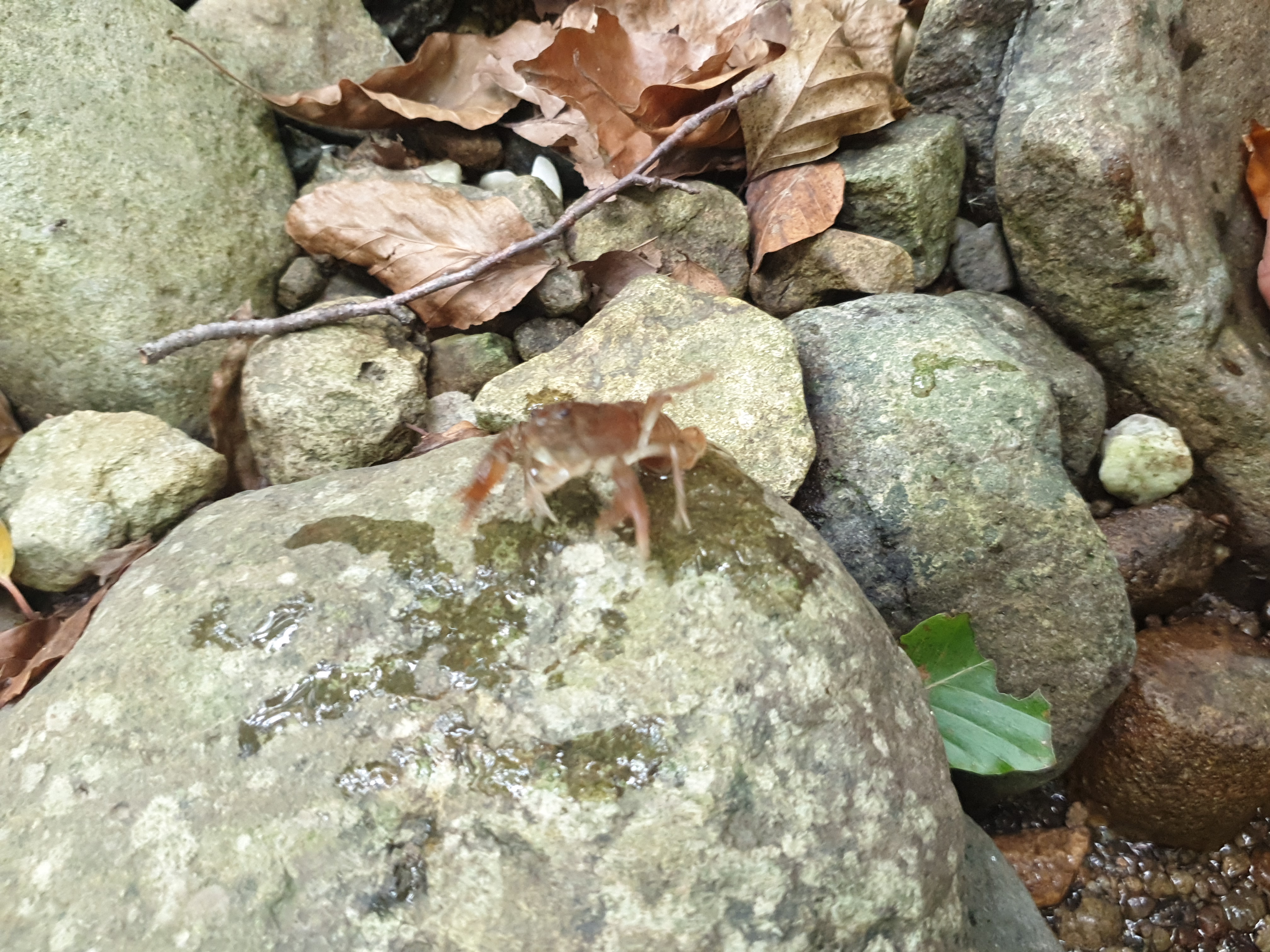 Freshwater Crayfish Records #019