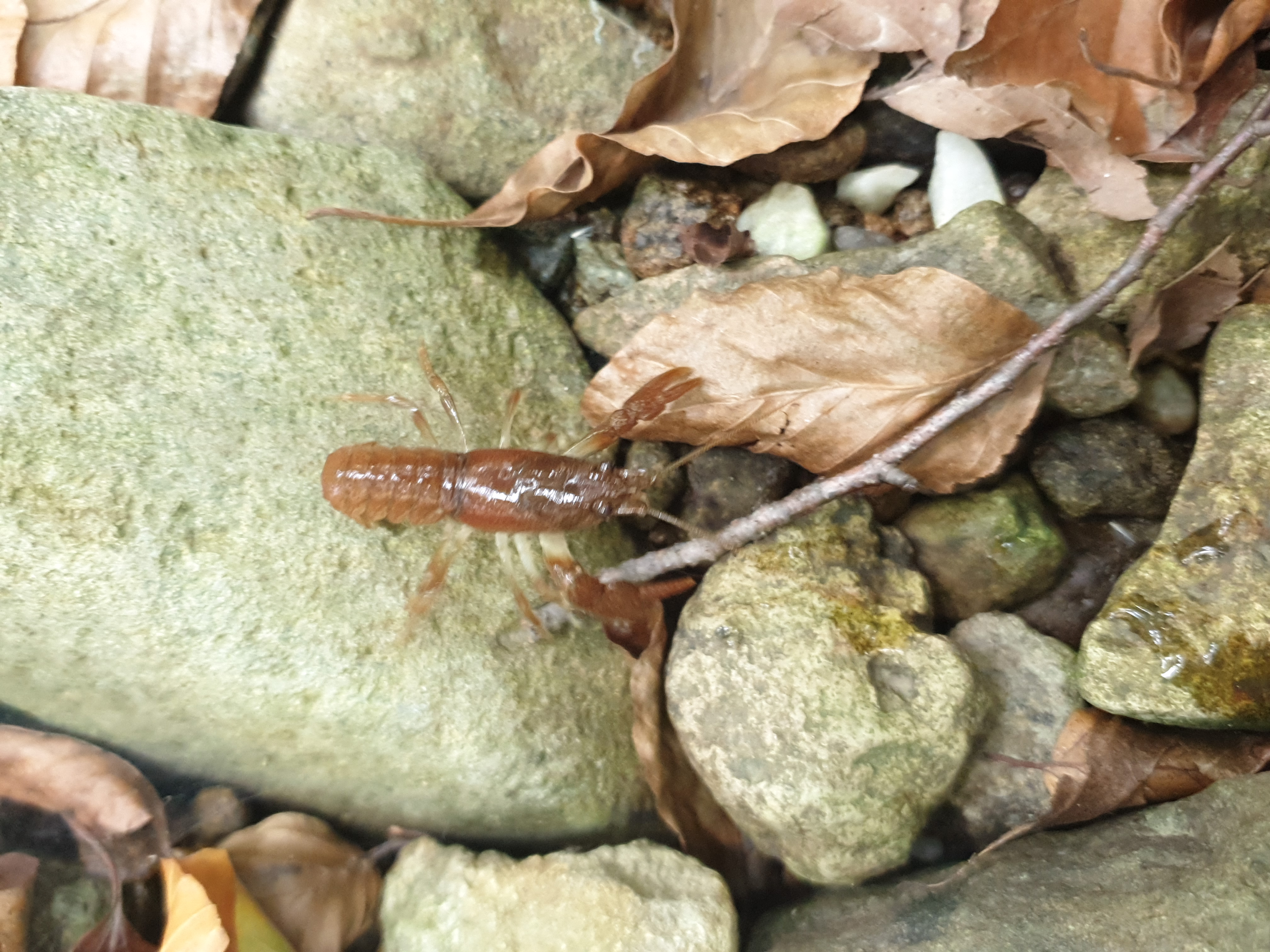 Freshwater Crayfish Records #020