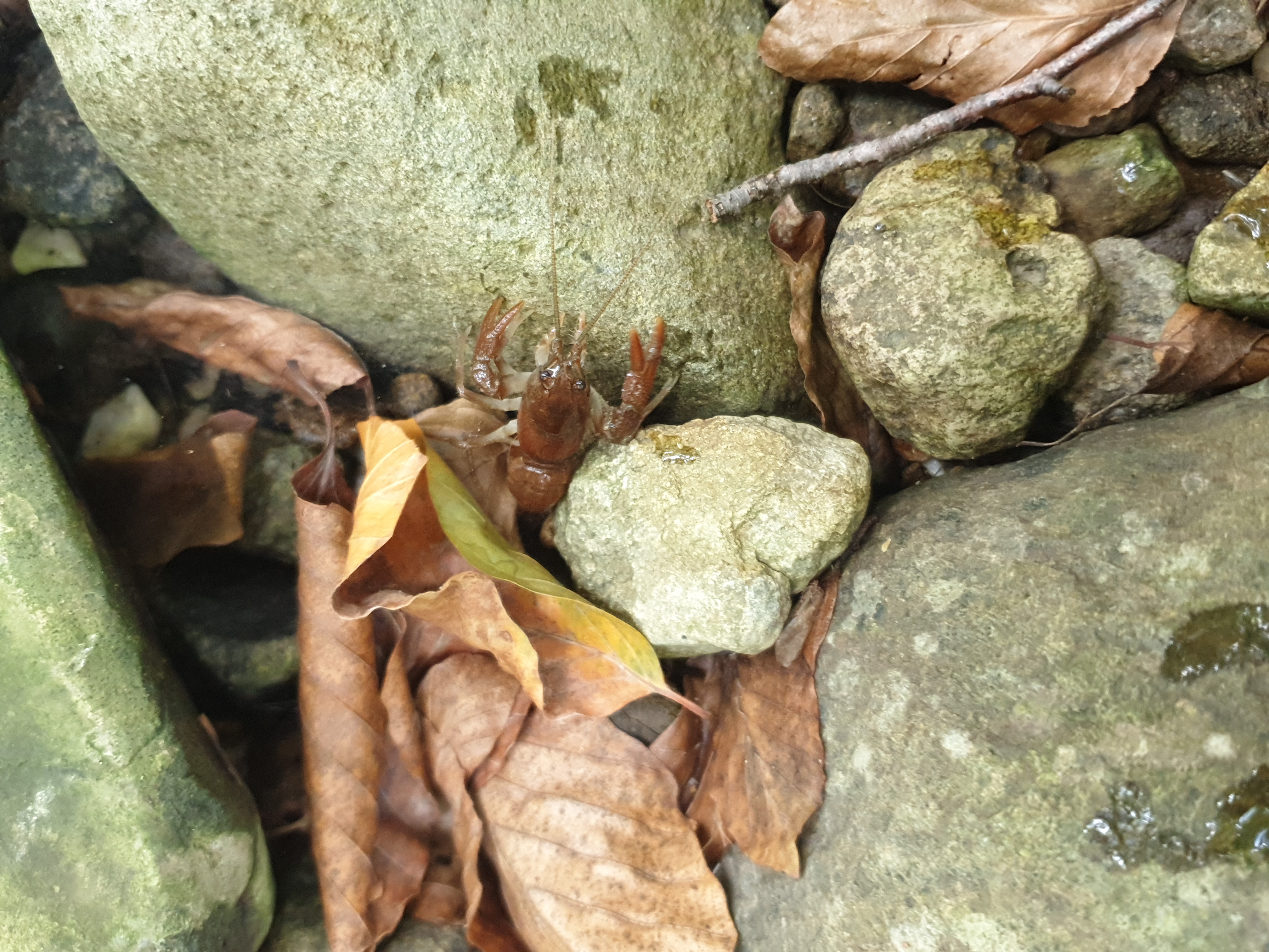 Freshwater Crayfish Records #021