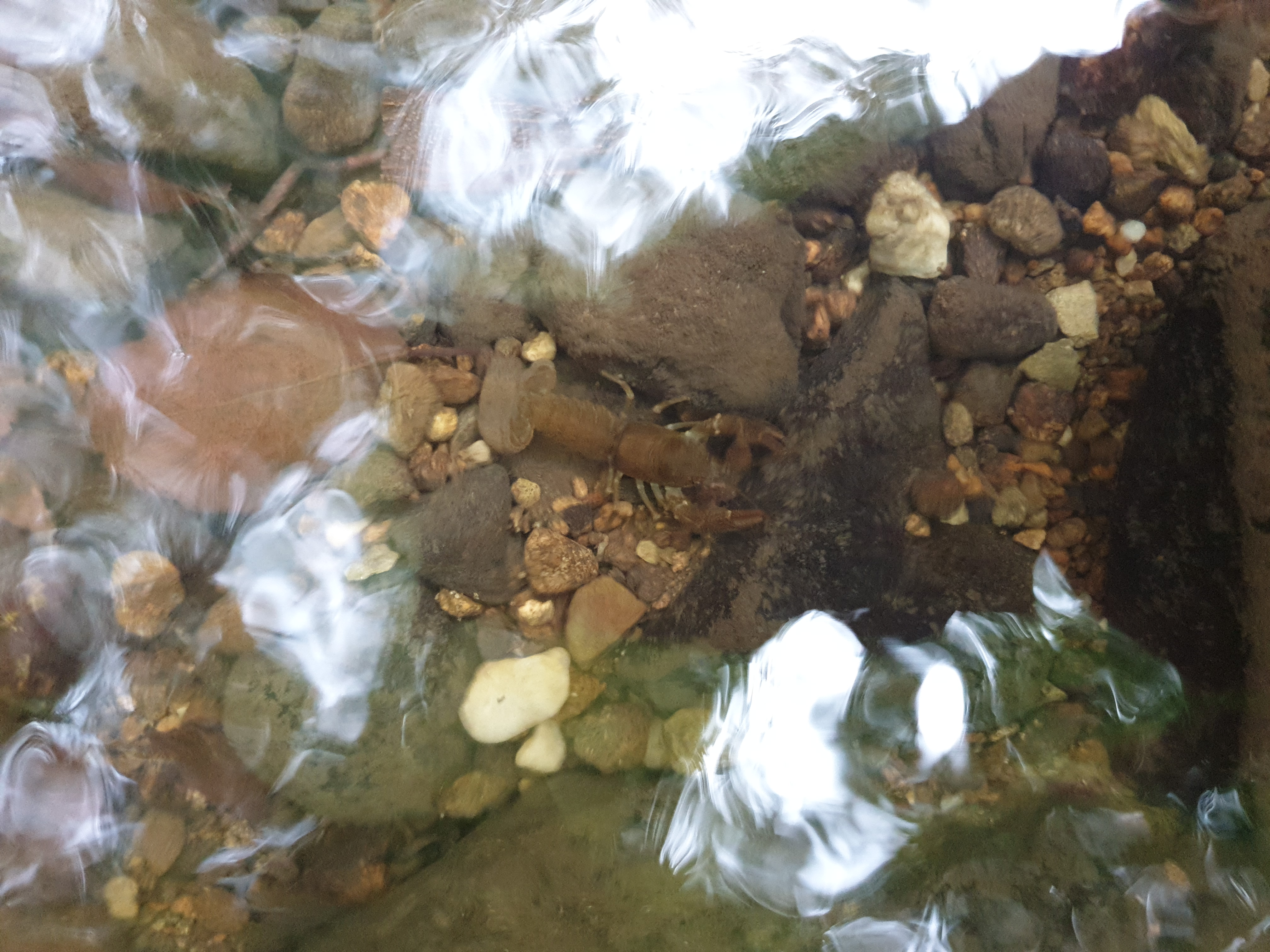 Freshwater Crayfish Records #022