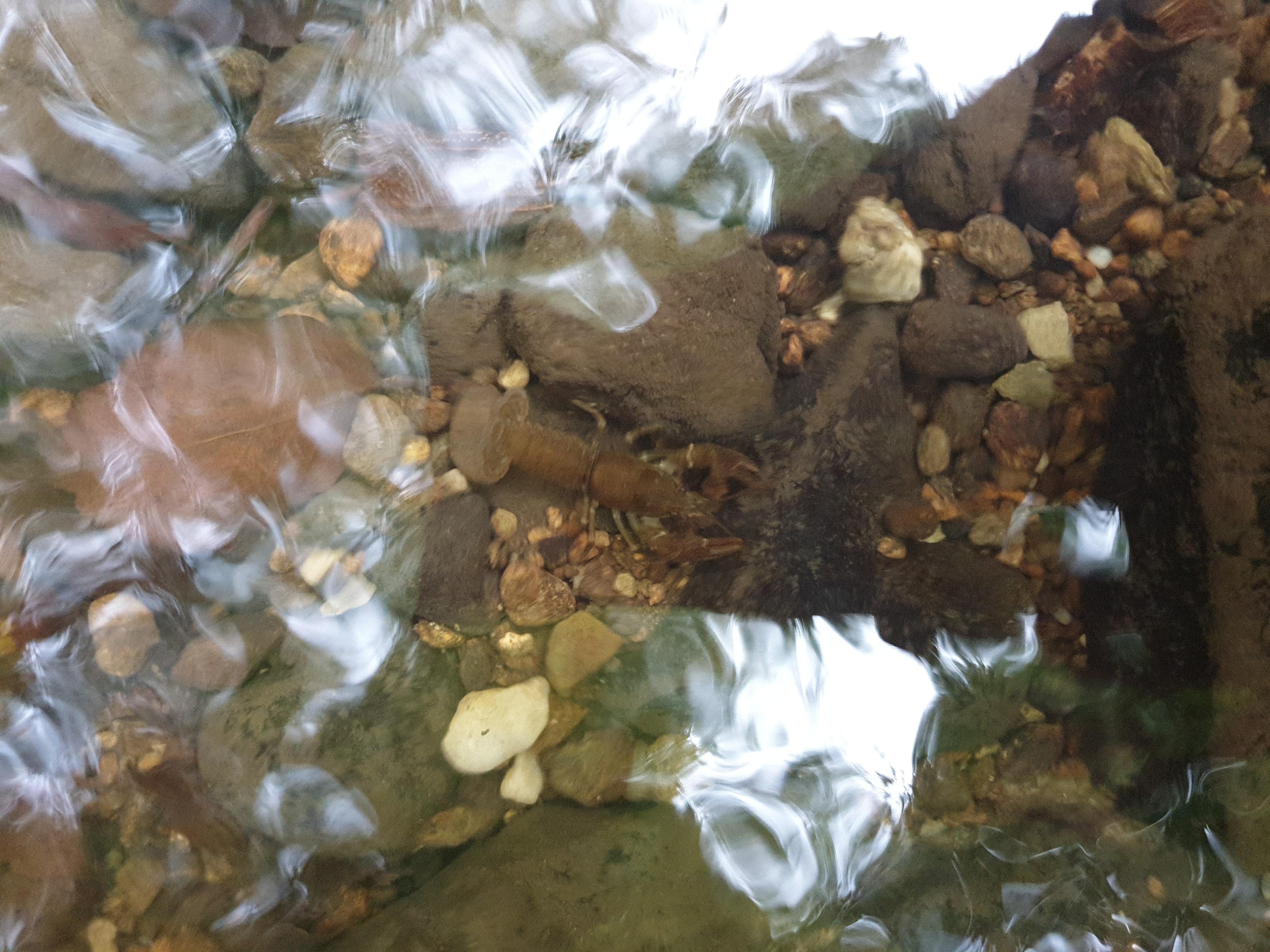 Freshwater Crayfish Records #023