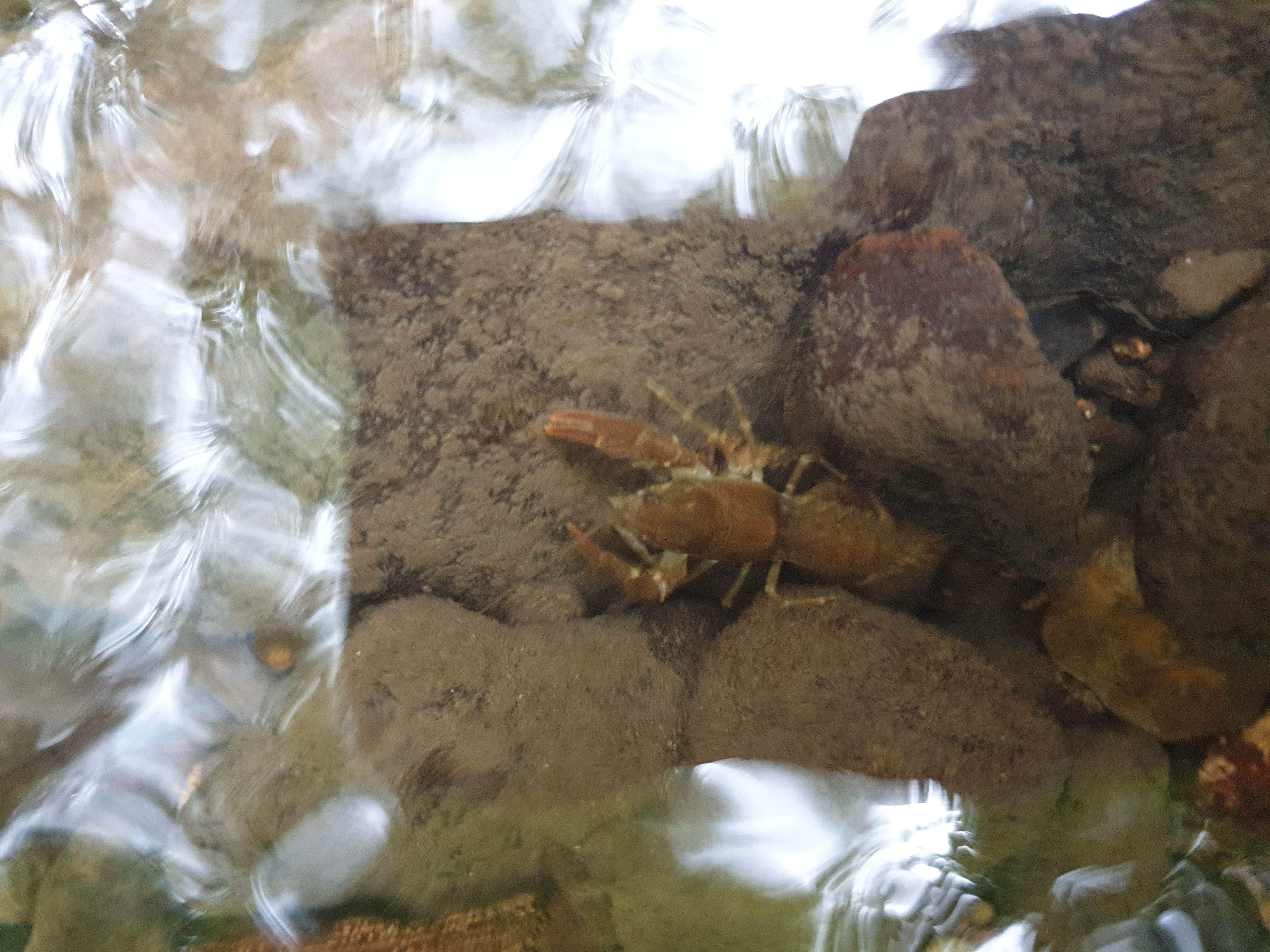 Freshwater Crayfish Records #024