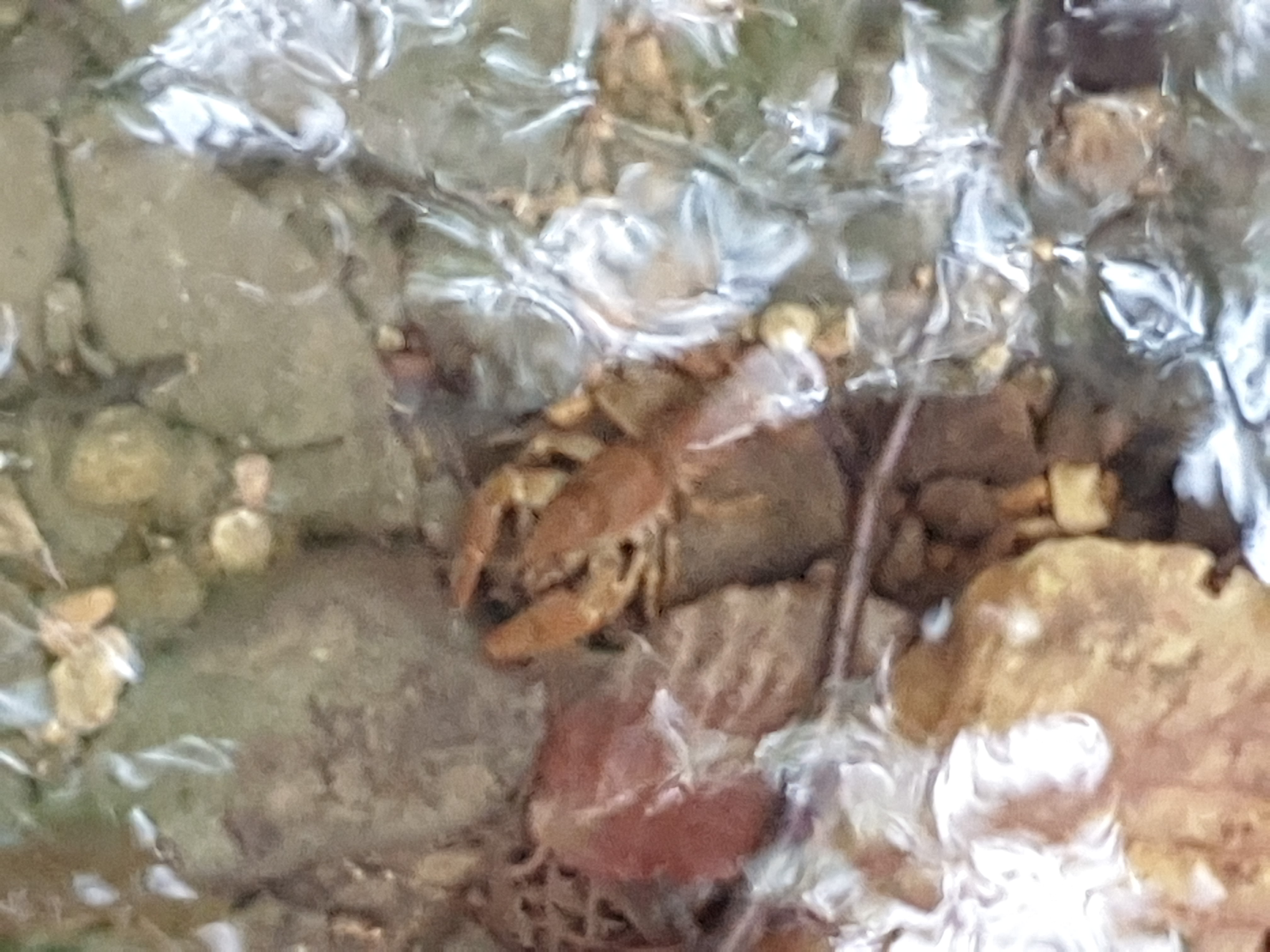 Freshwater Crayfish Records #025