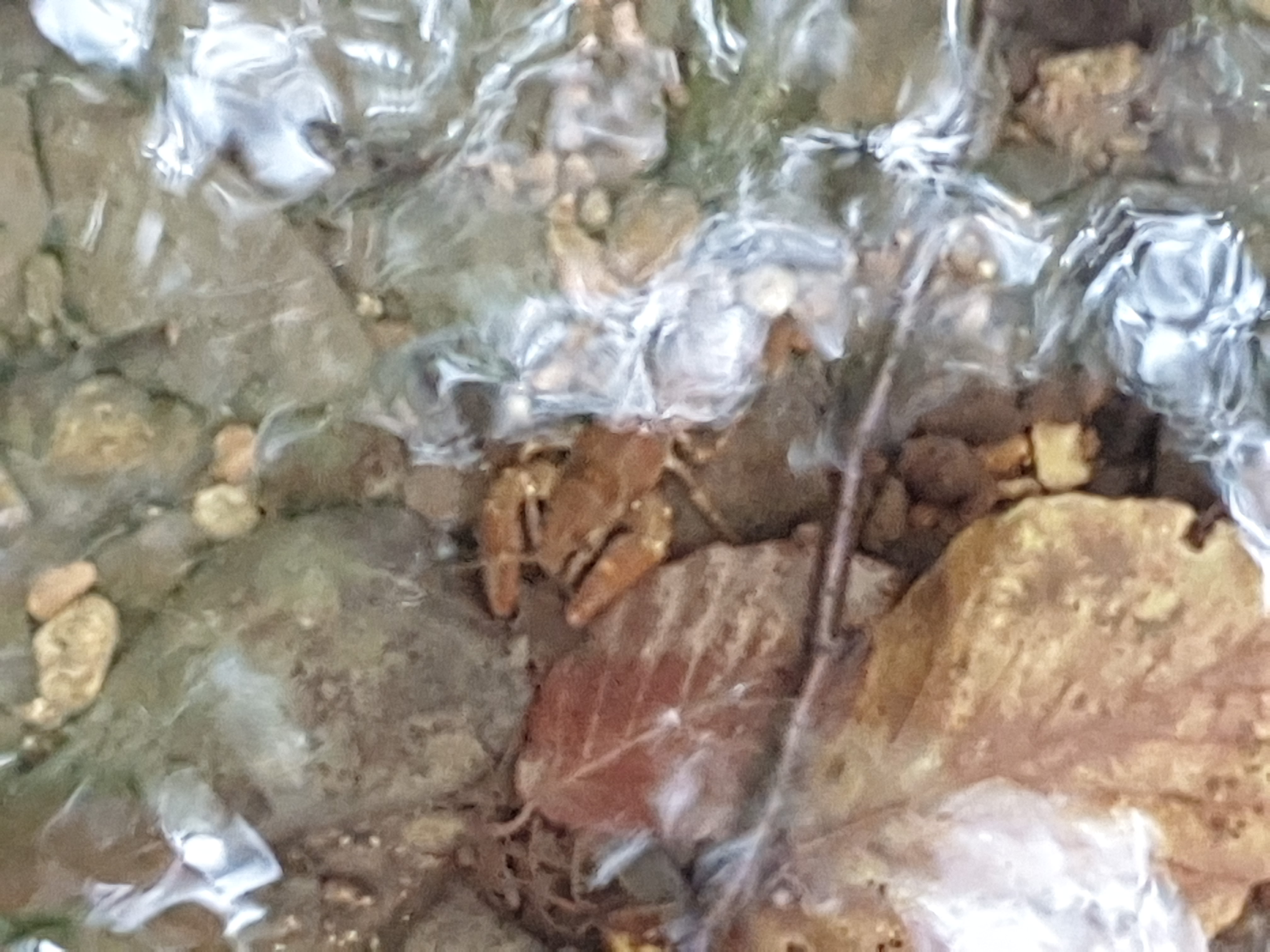 Freshwater Crayfish Records #026