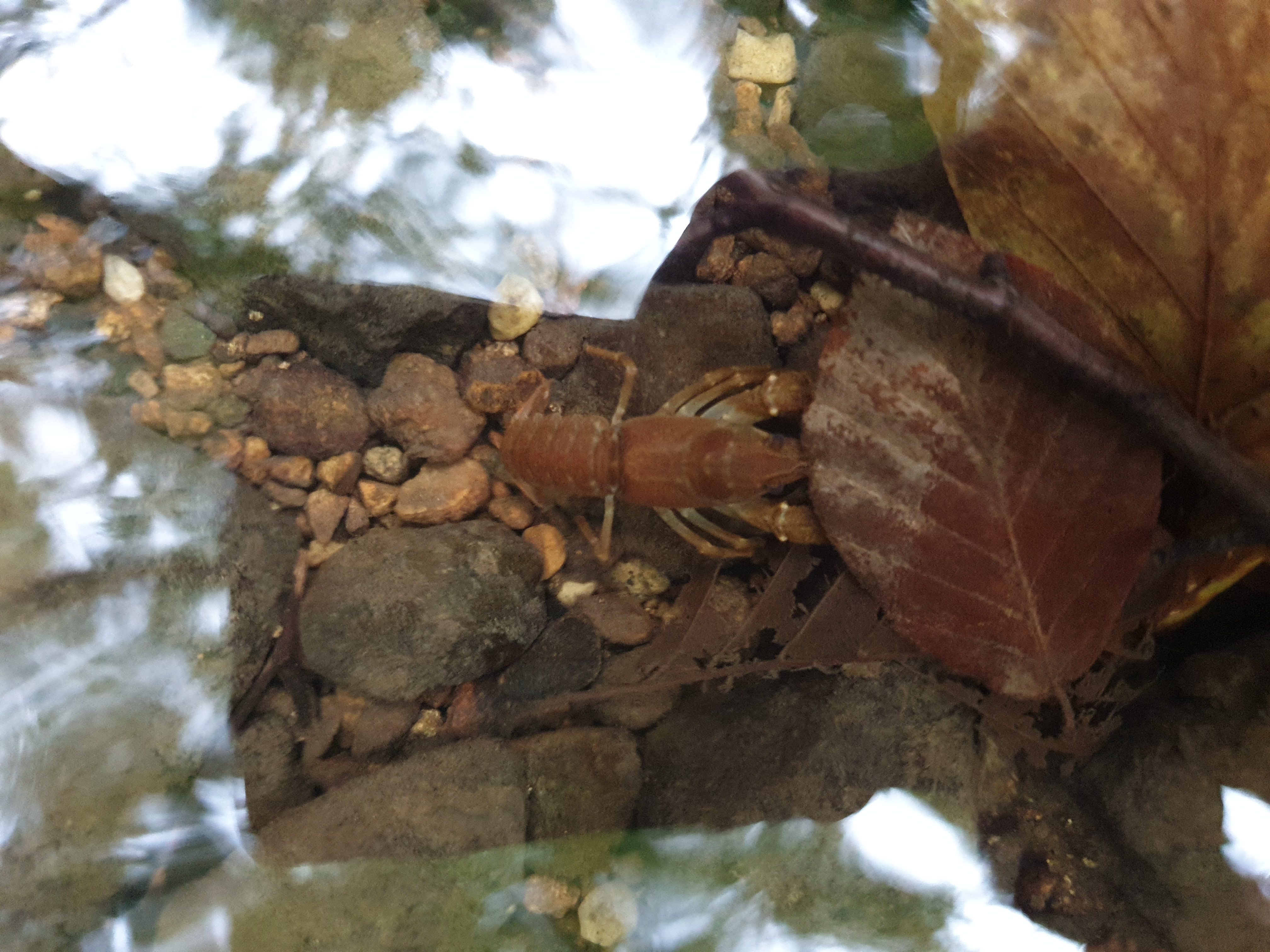 Freshwater Crayfish Records #027