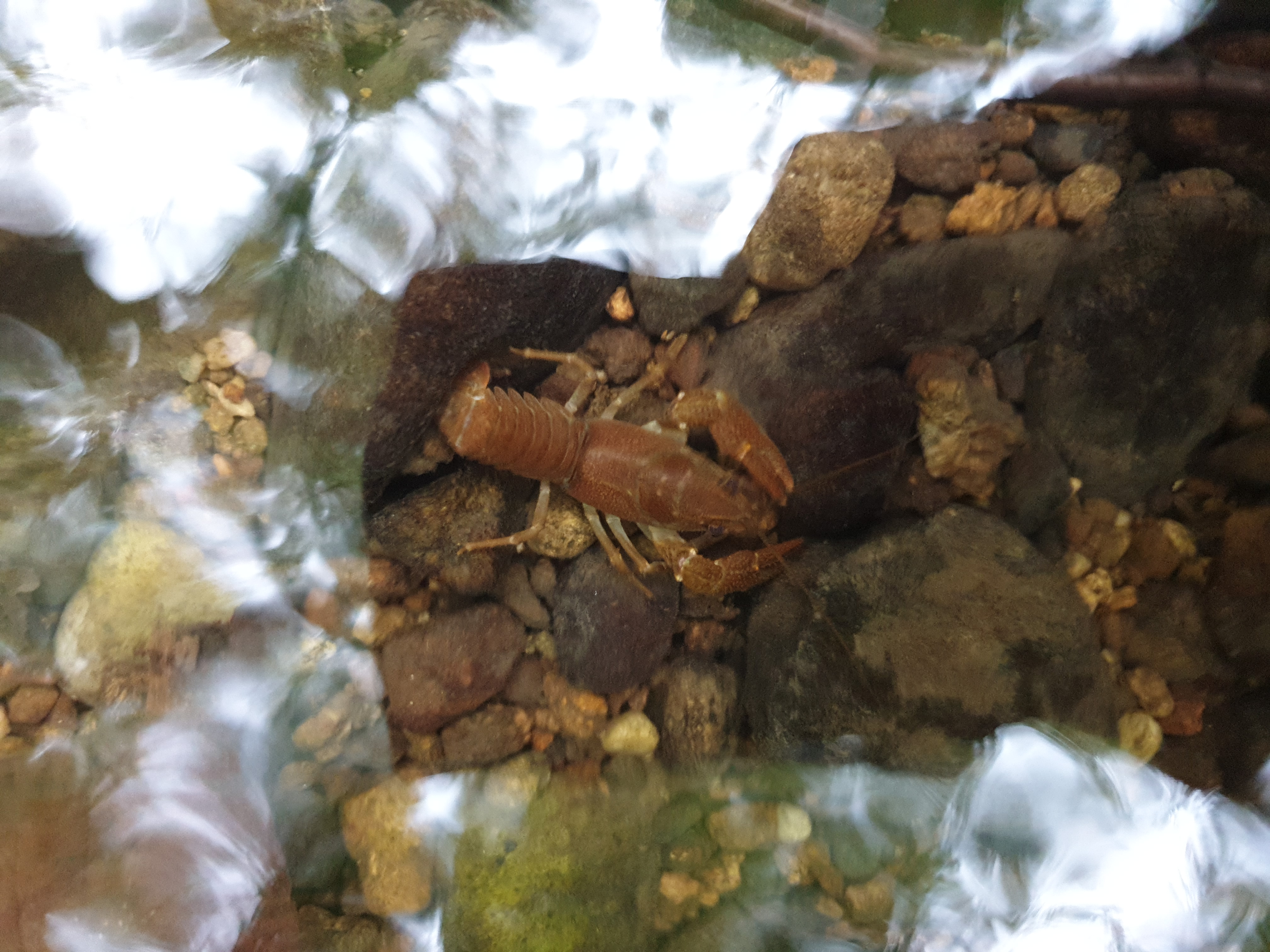 Freshwater Crayfish Records #028