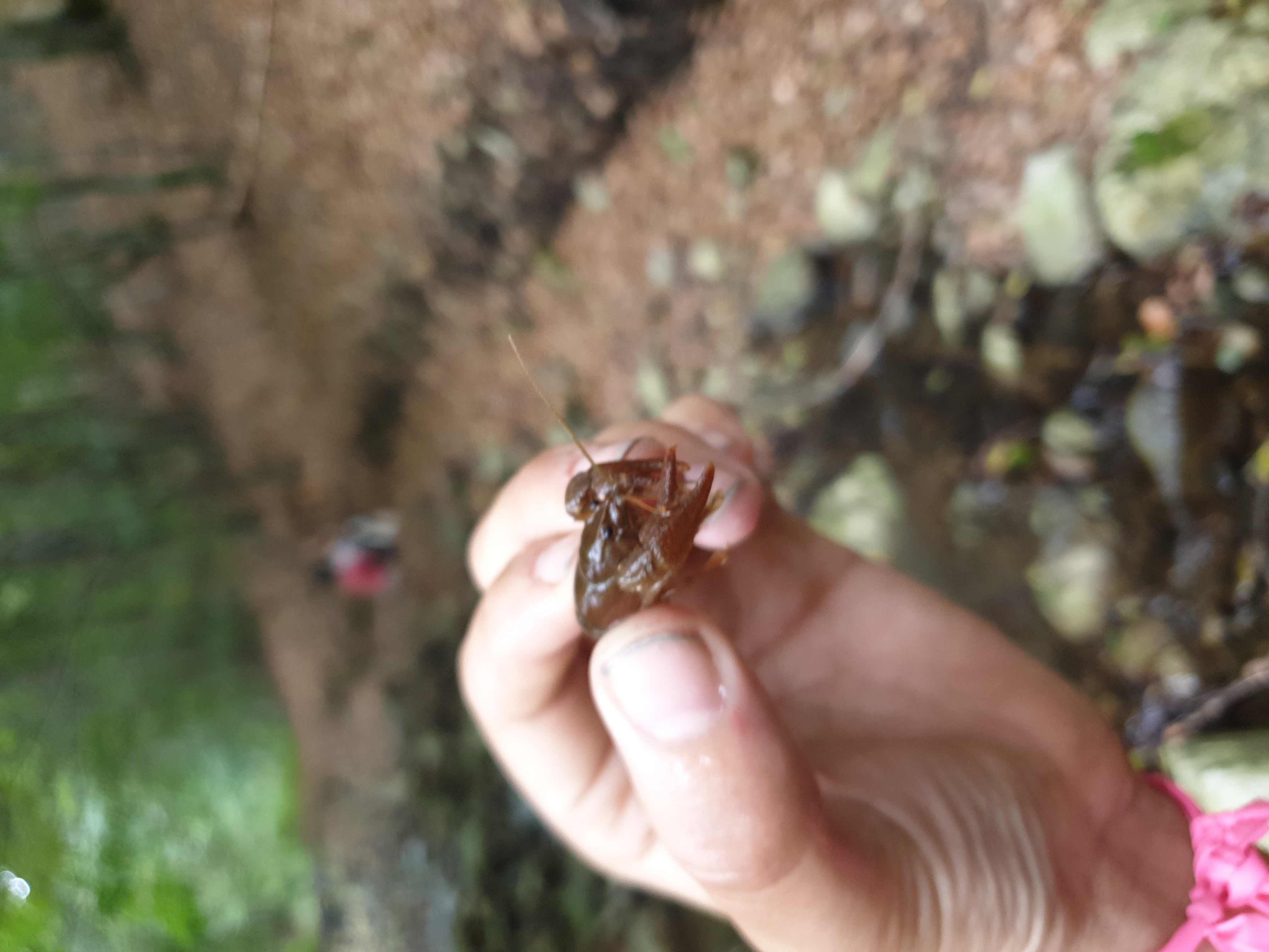 Freshwater Crayfish Records #029