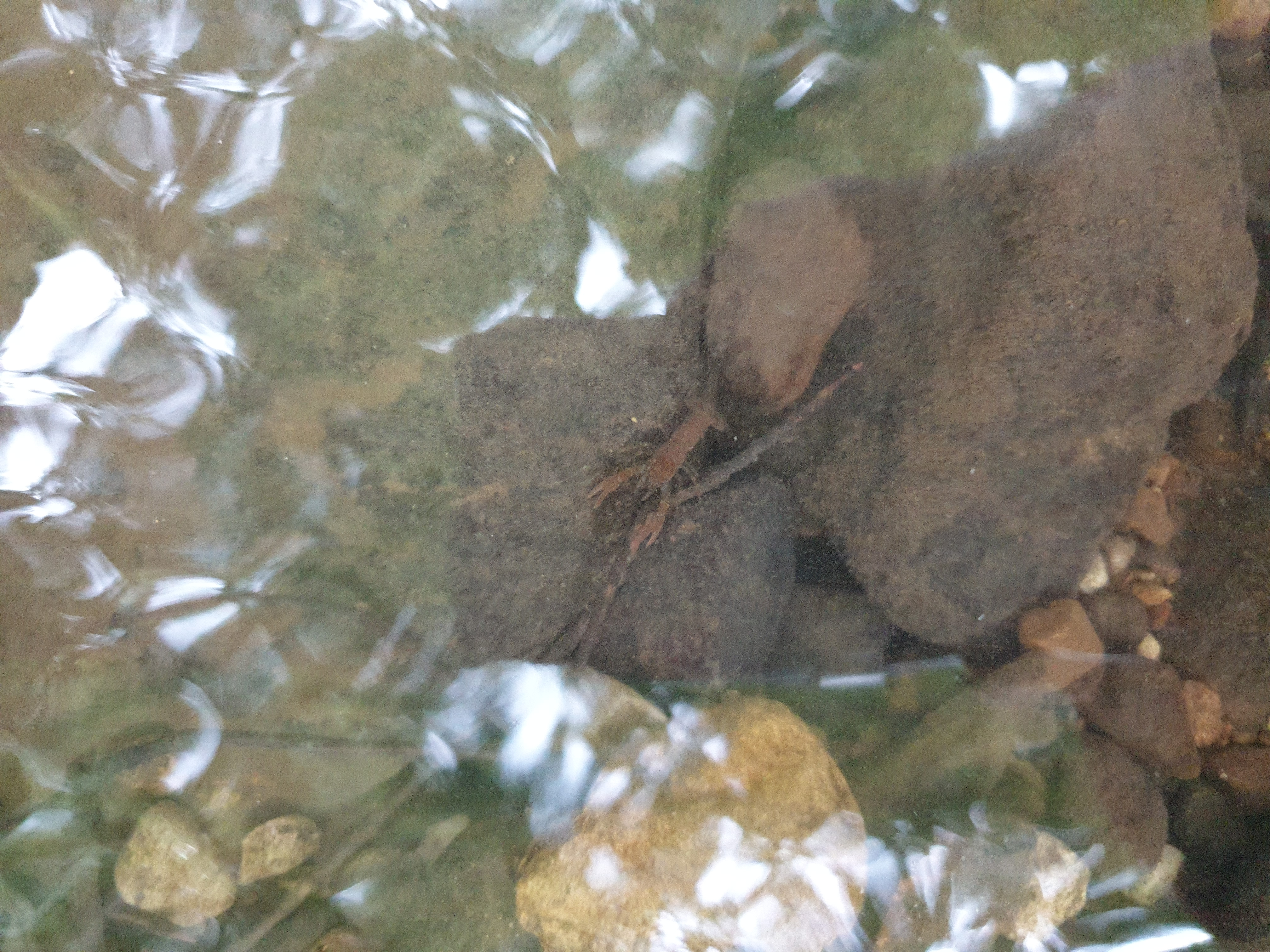 Freshwater Crayfish Records #031