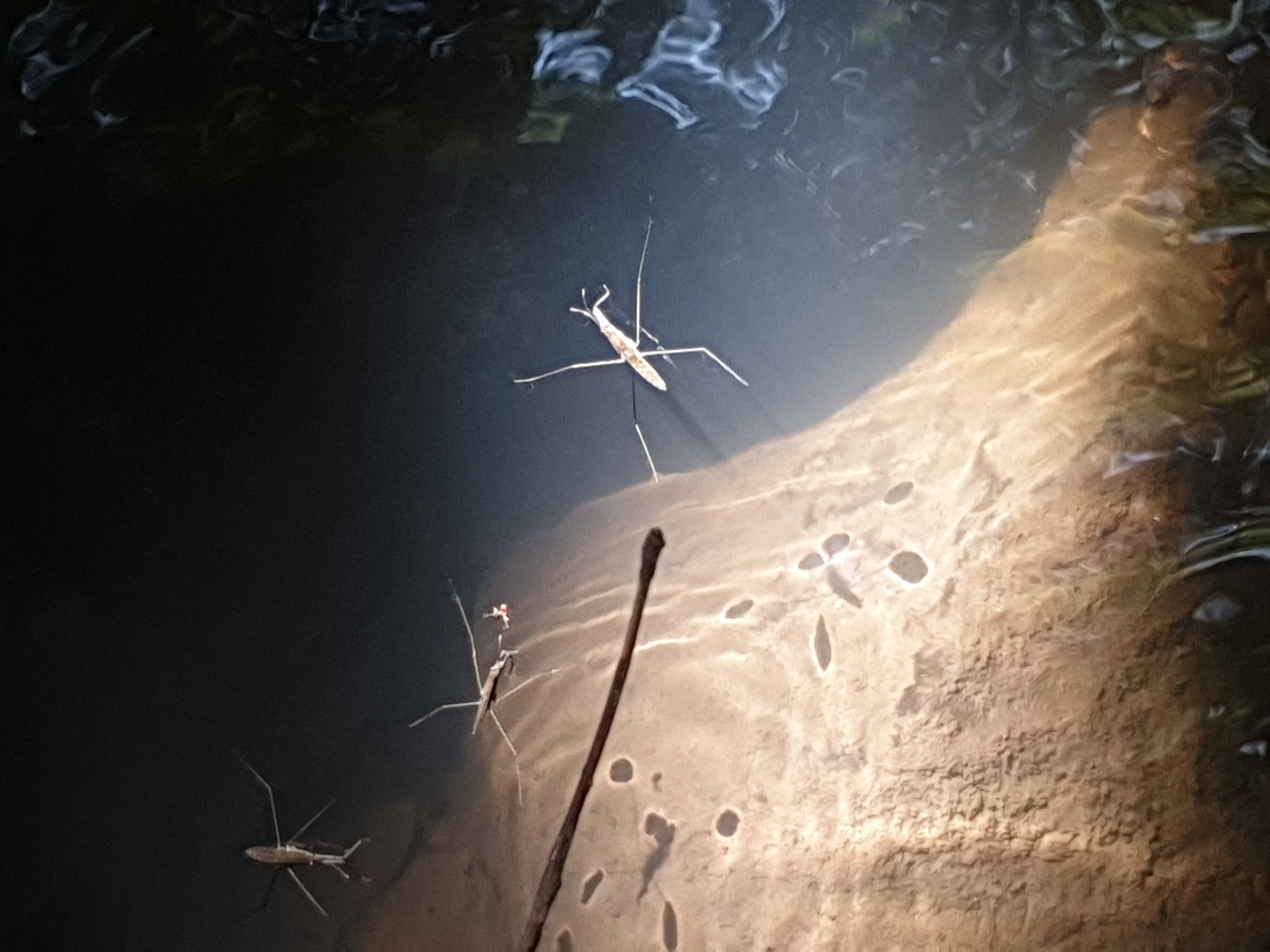 Insects and Invertebrates #001