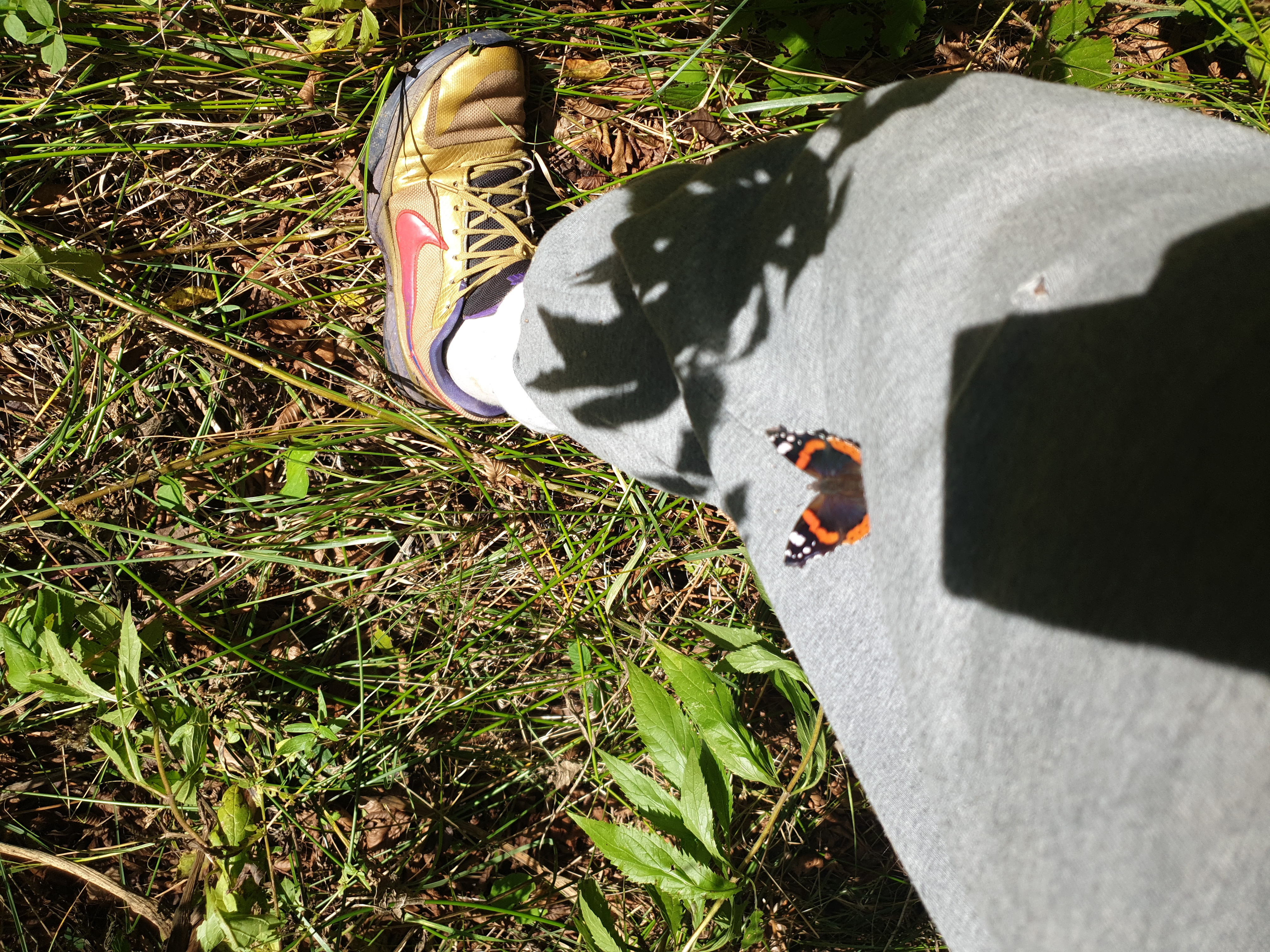 Insects and Invertebrates #002