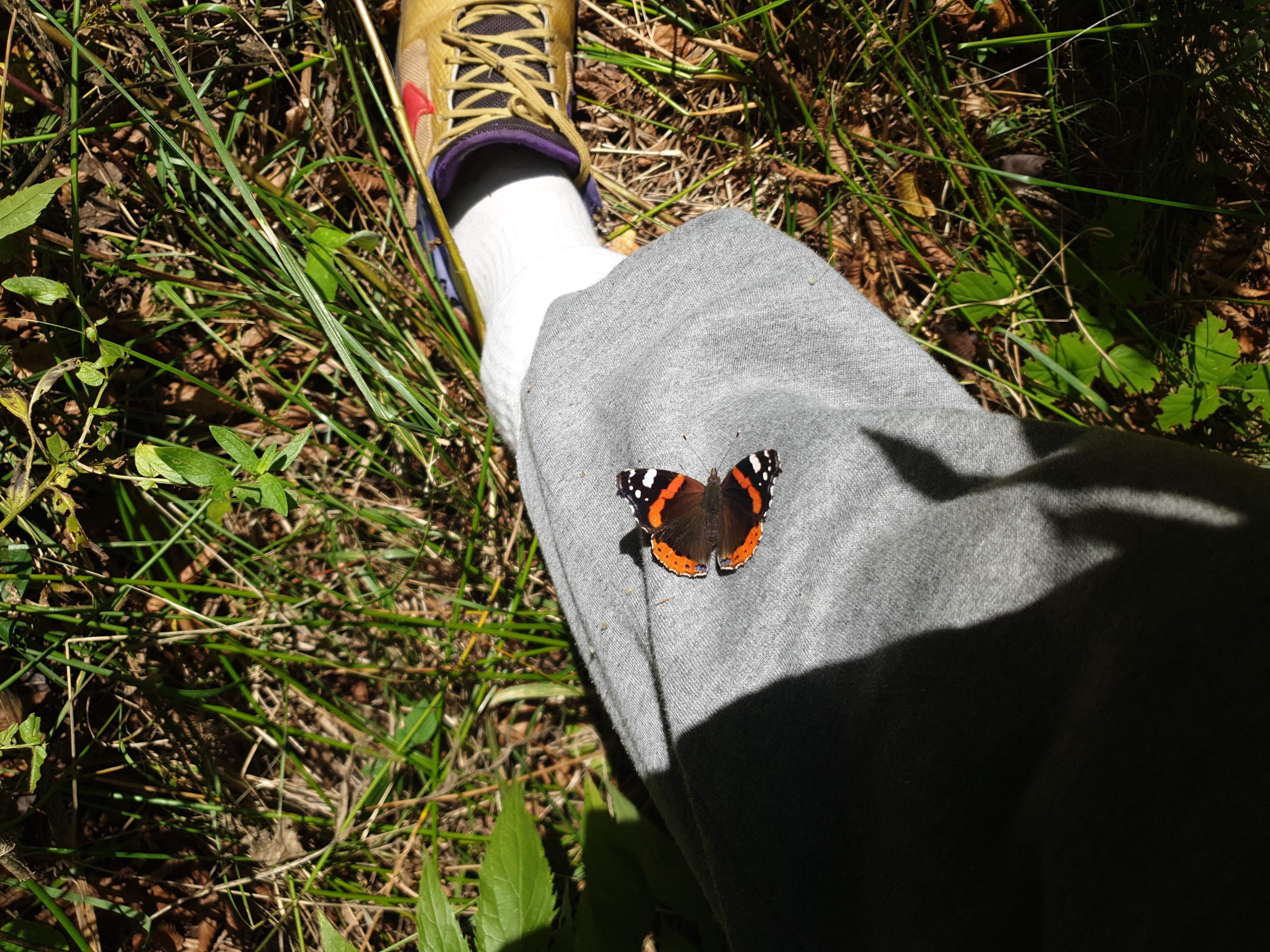 Insects and Invertebrates #003