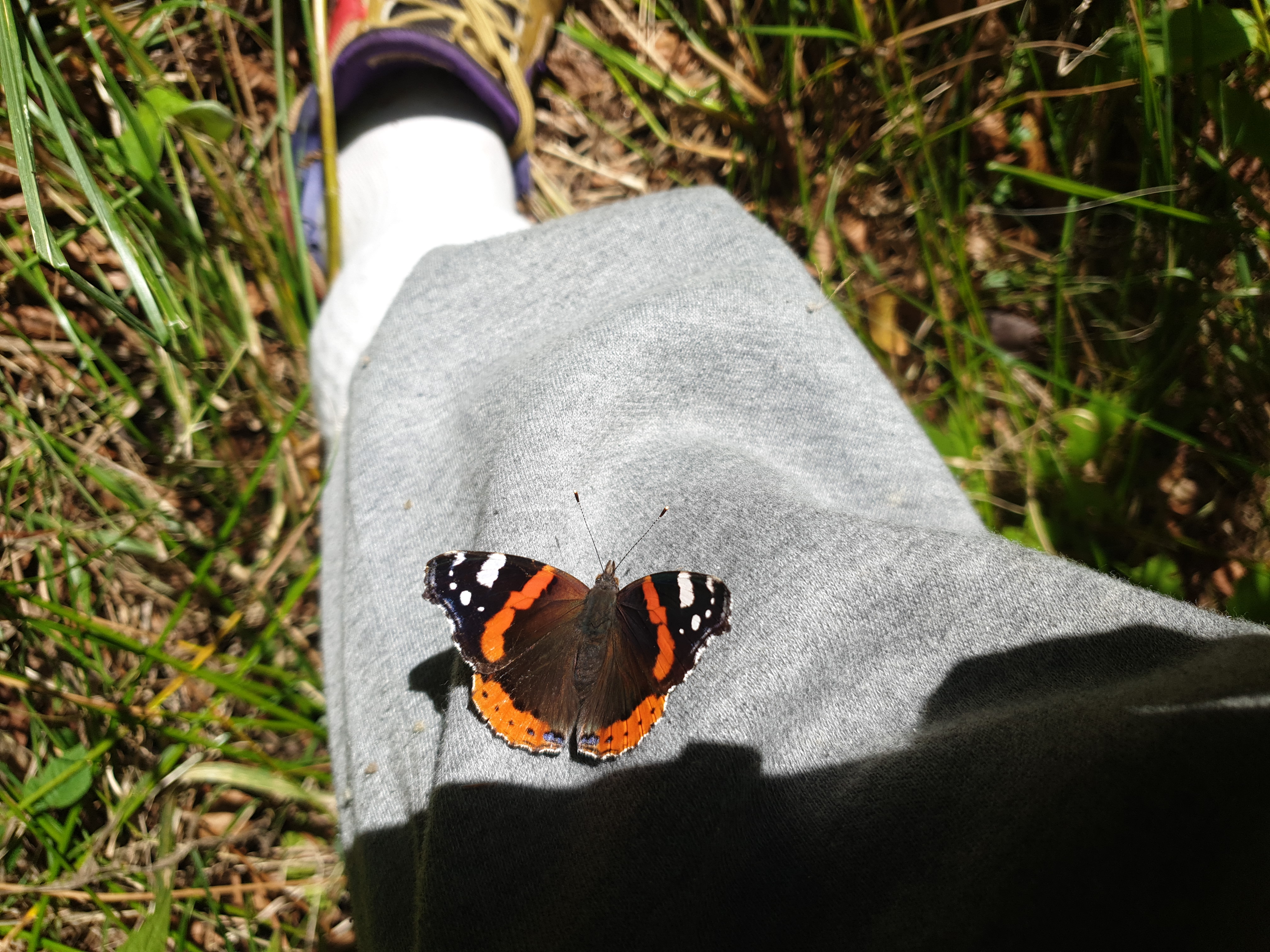 Insects and Invertebrates #004
