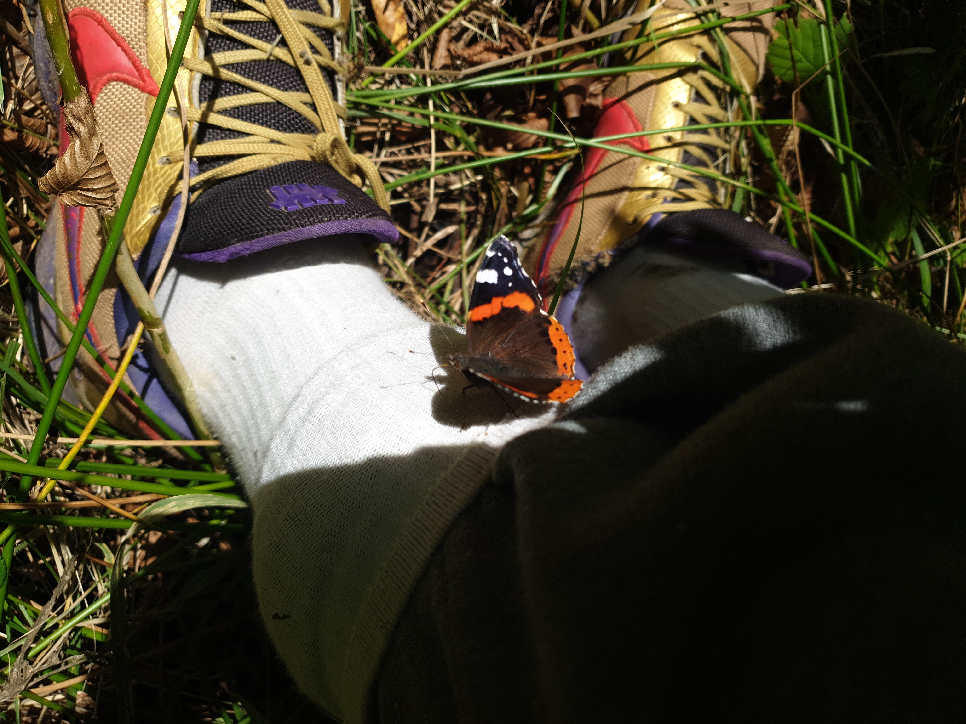 Insects and Invertebrates #005