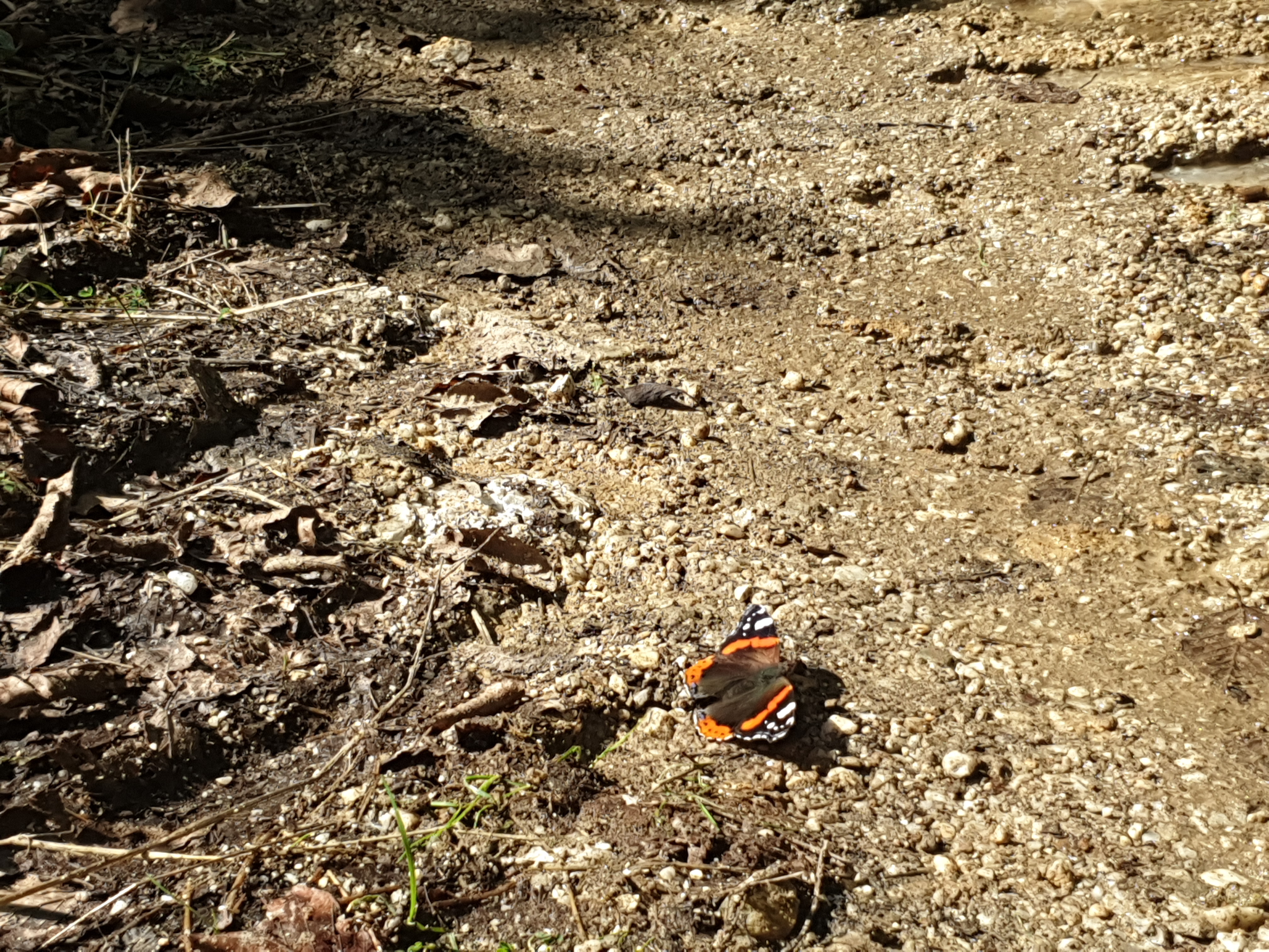 Insects and Invertebrates #007