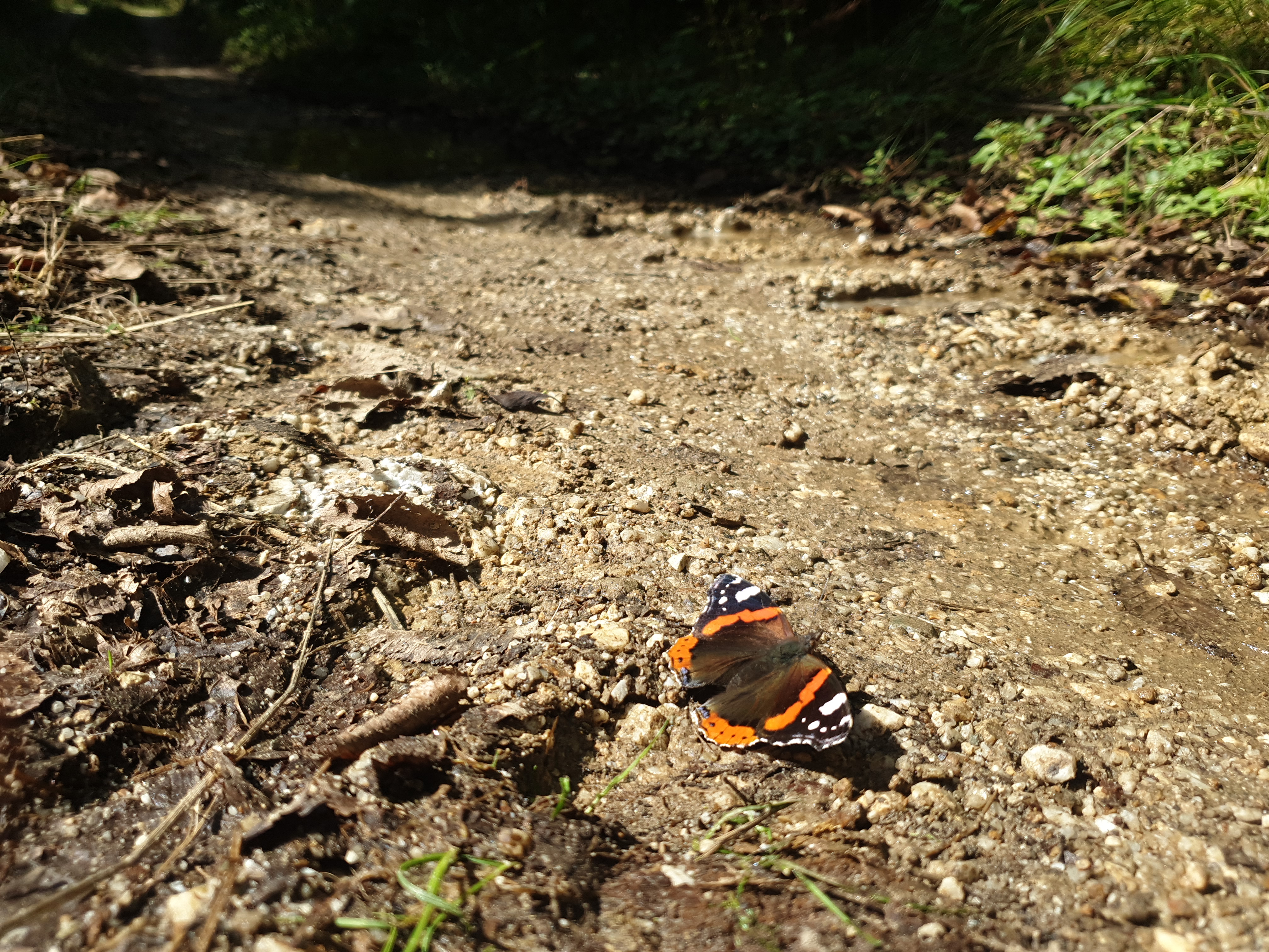 Insects and Invertebrates #008