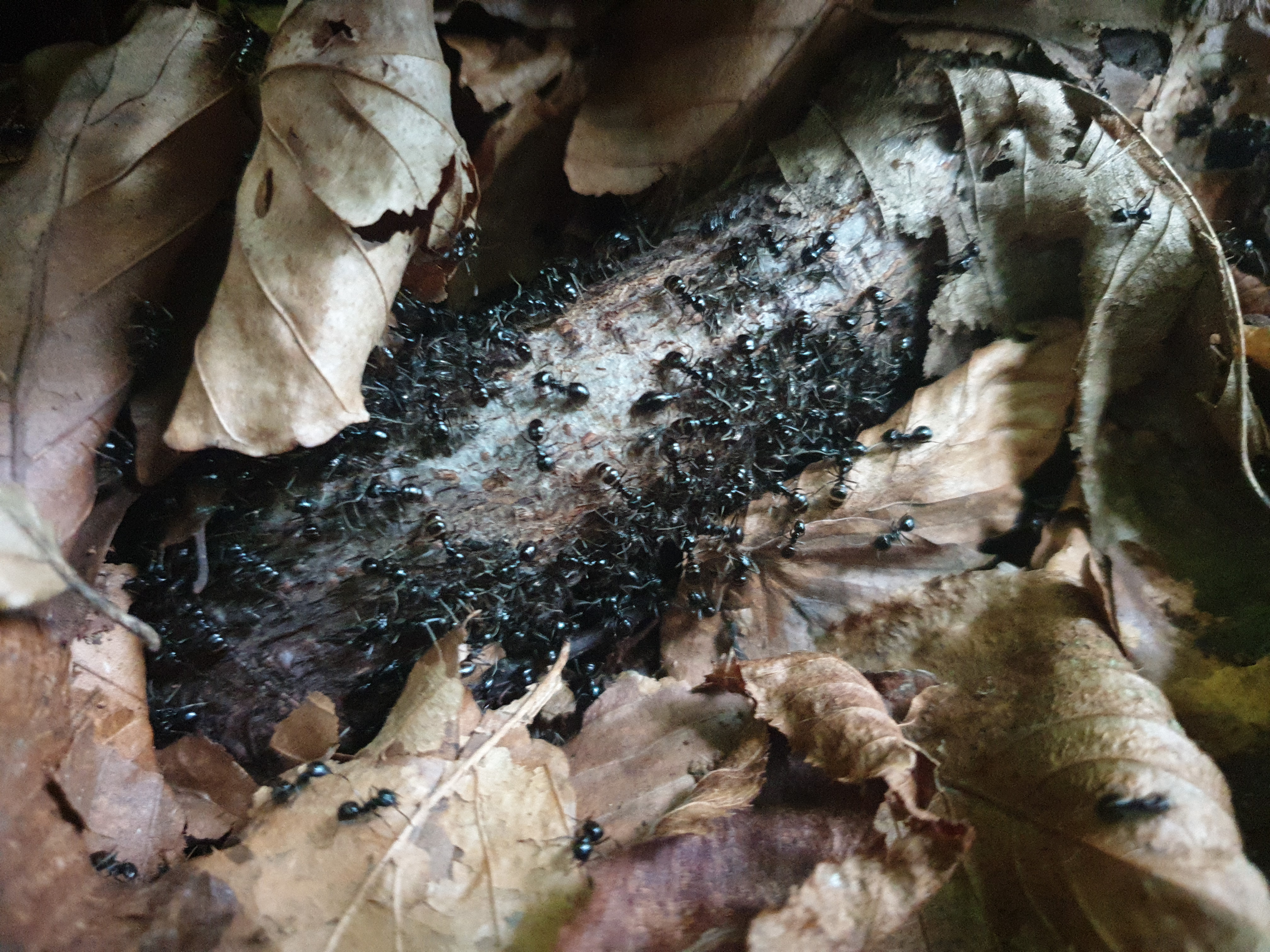 Insects and Invertebrates #009