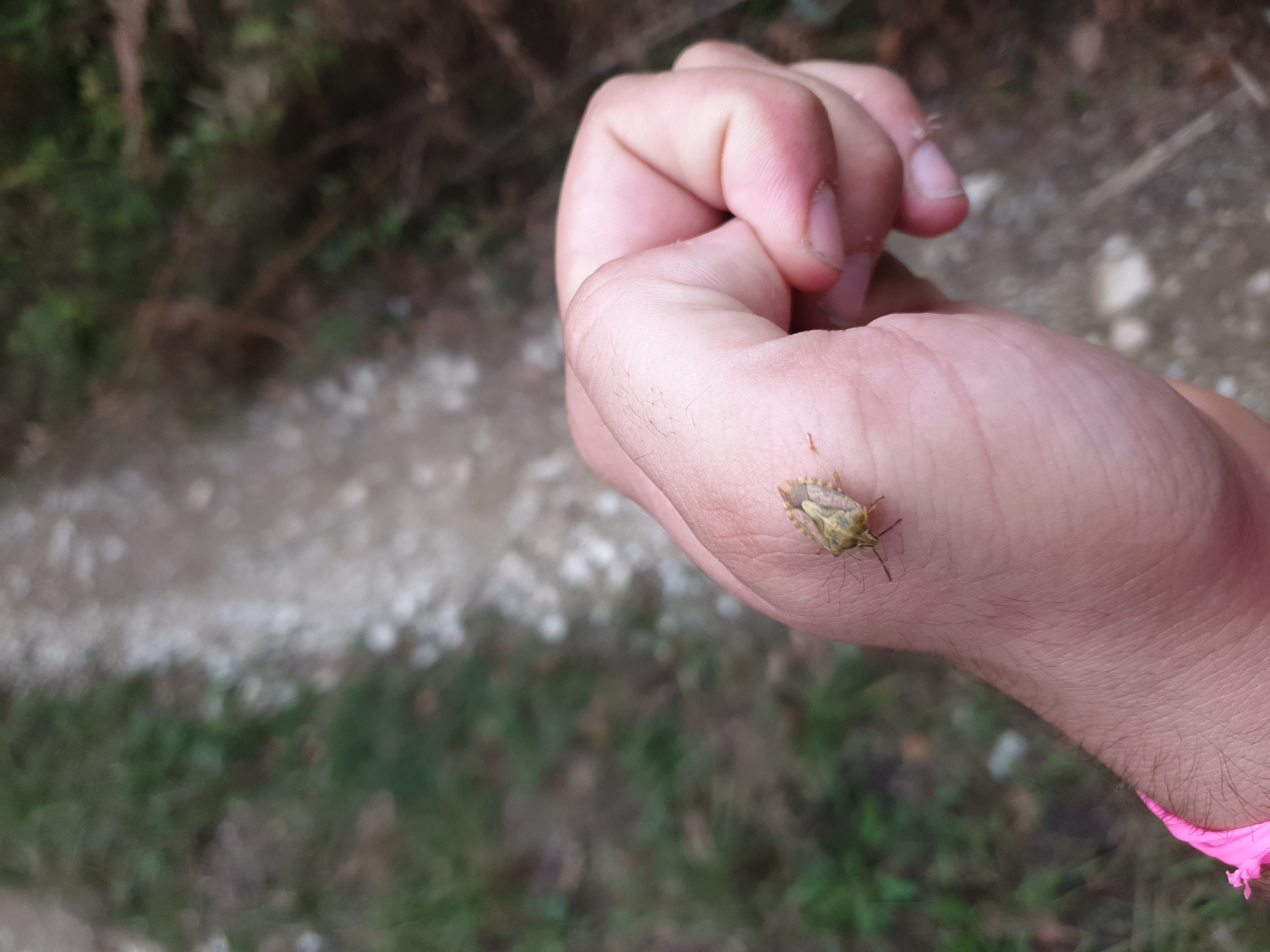 Insects and Invertebrates #010