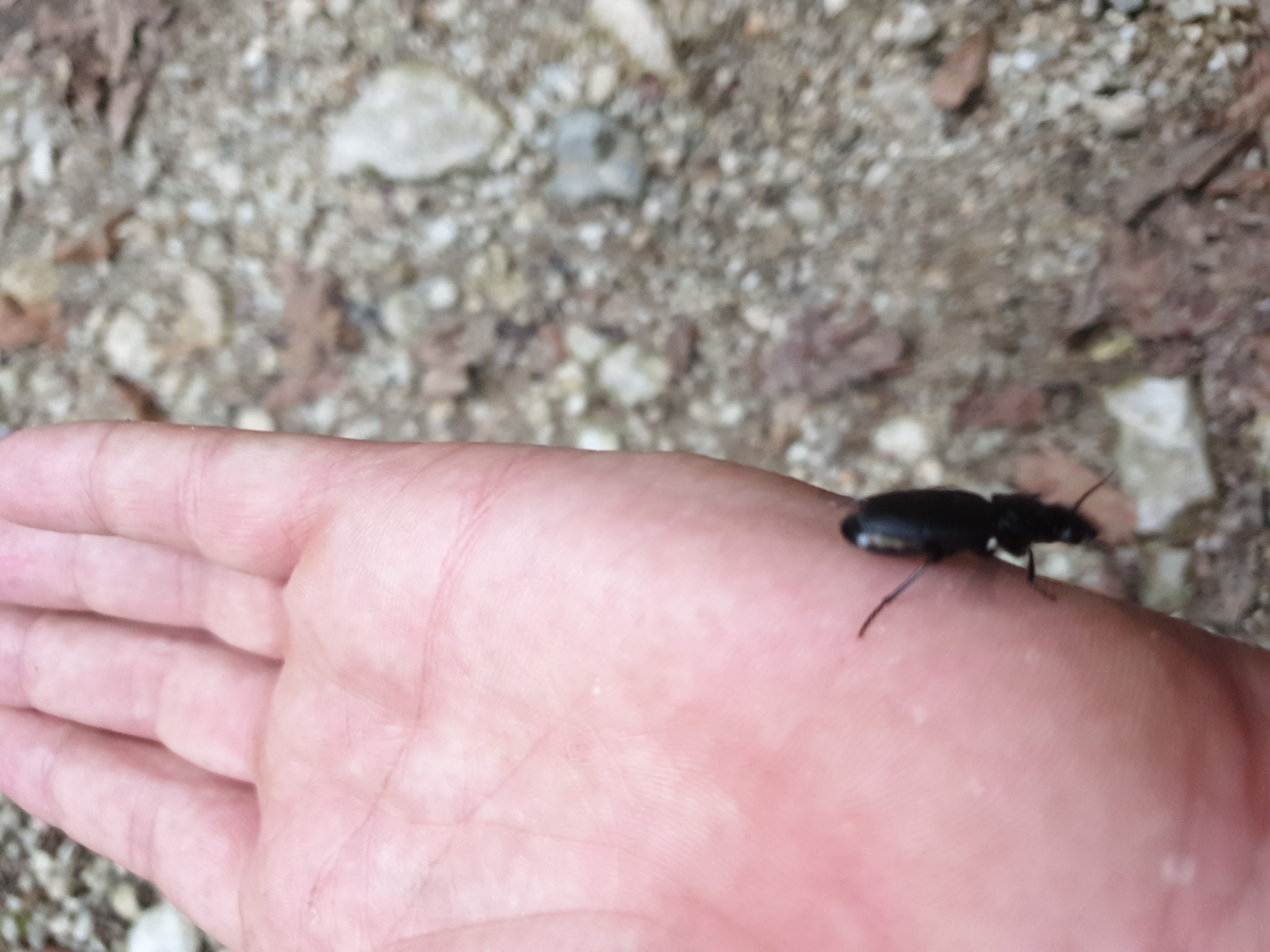 Insects and Invertebrates #011