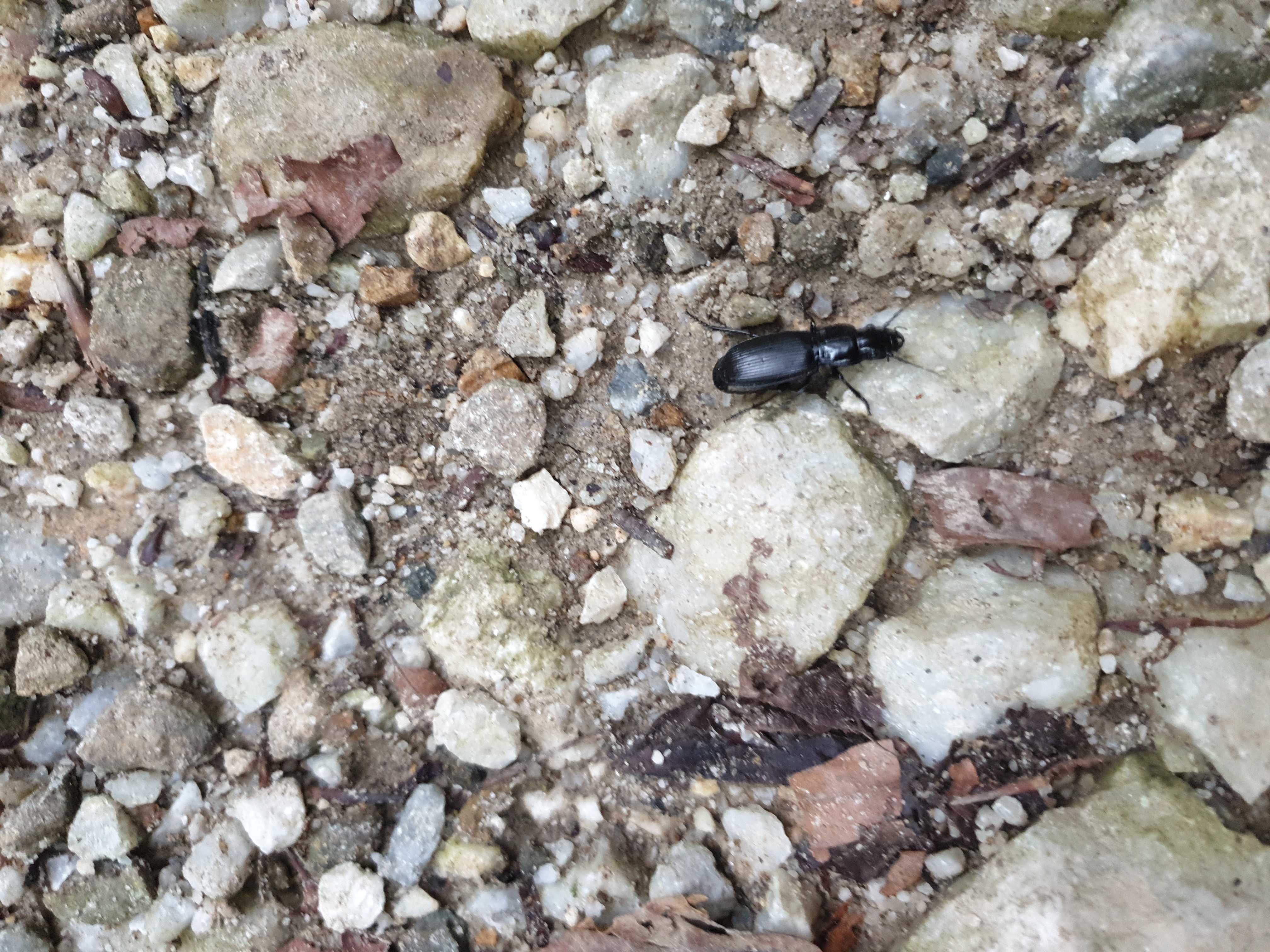 Insects and Invertebrates #012