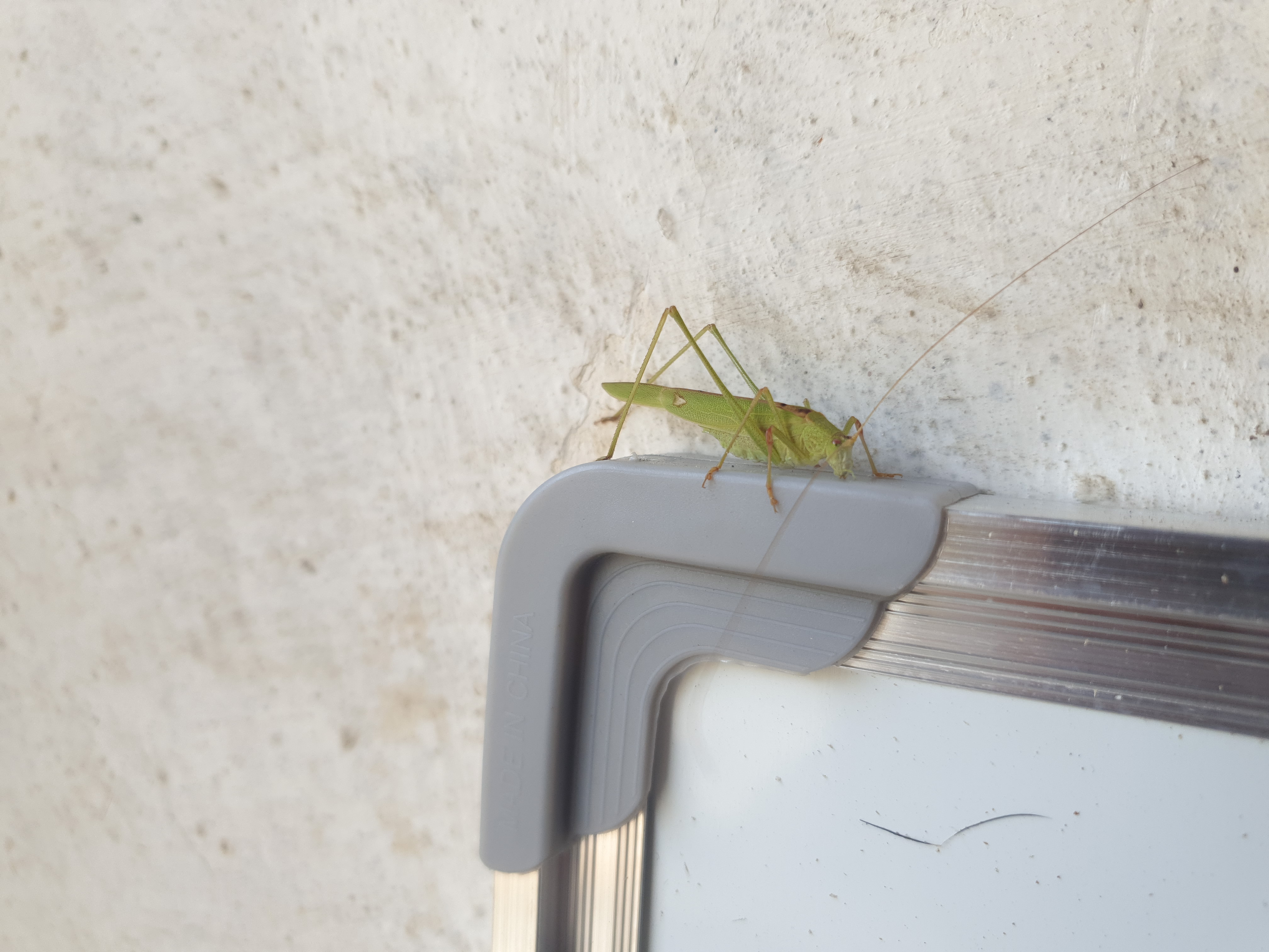 Insects and Invertebrates #015