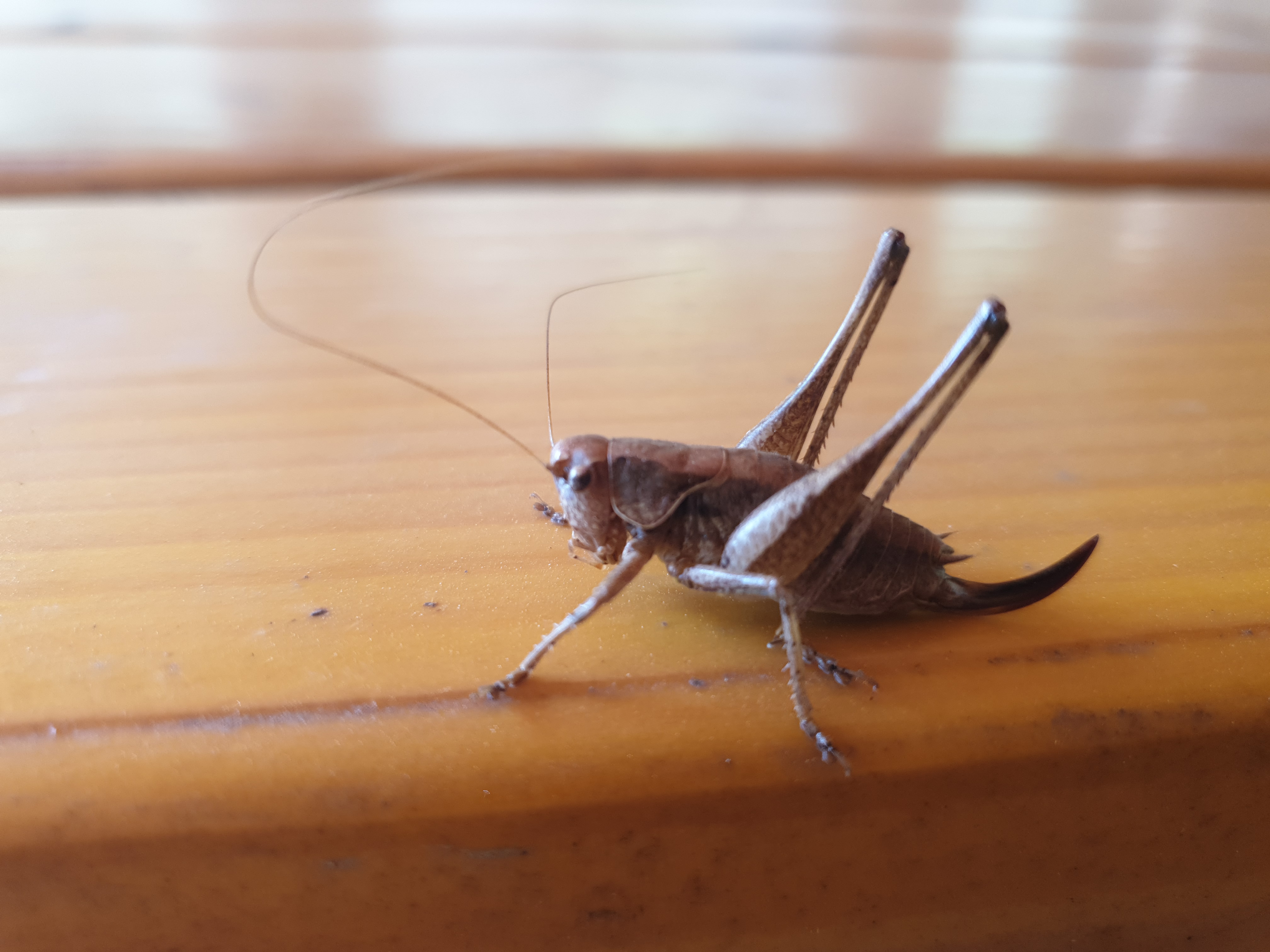 Insects and Invertebrates #016