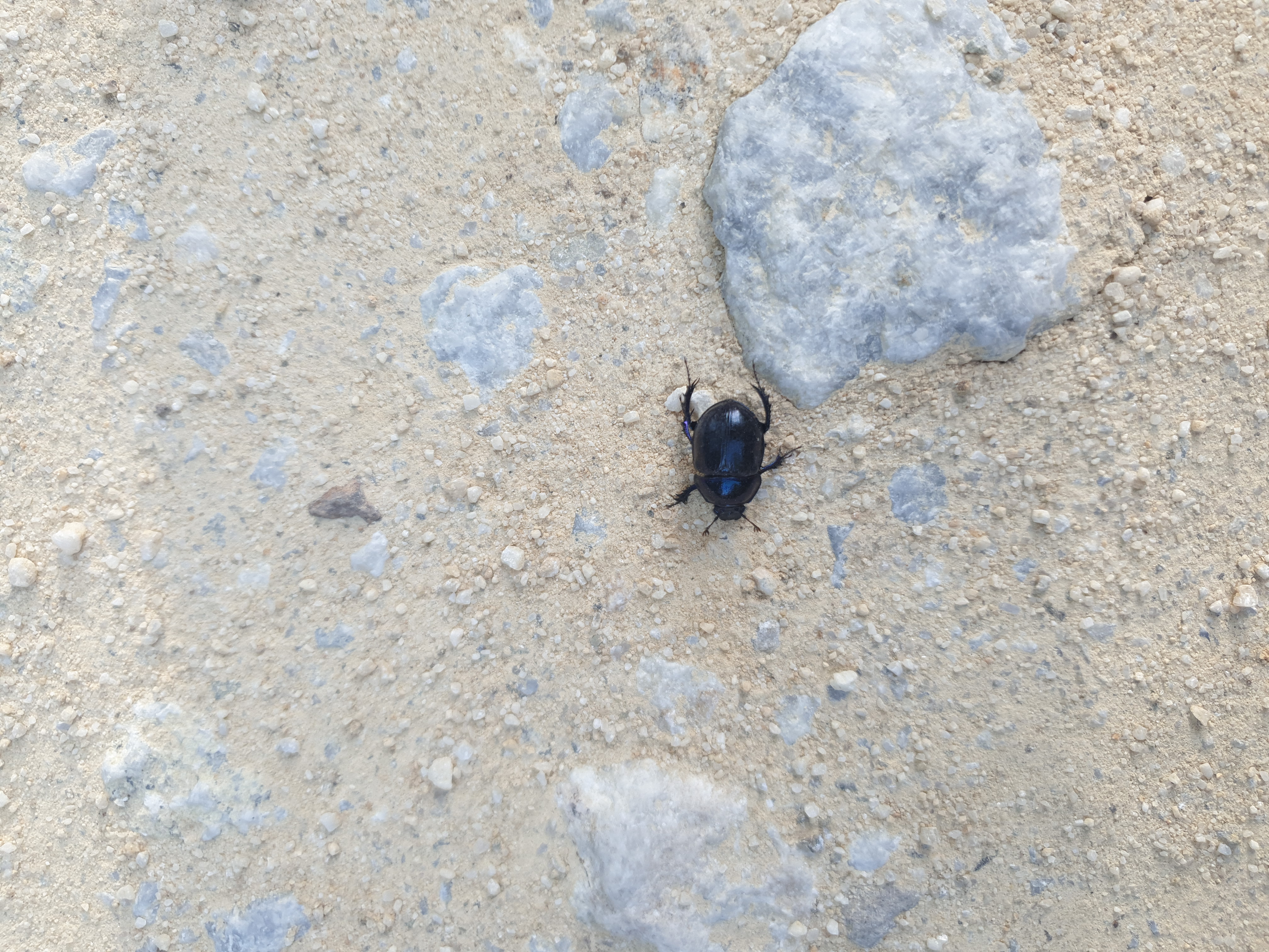 Insects and Invertebrates #017