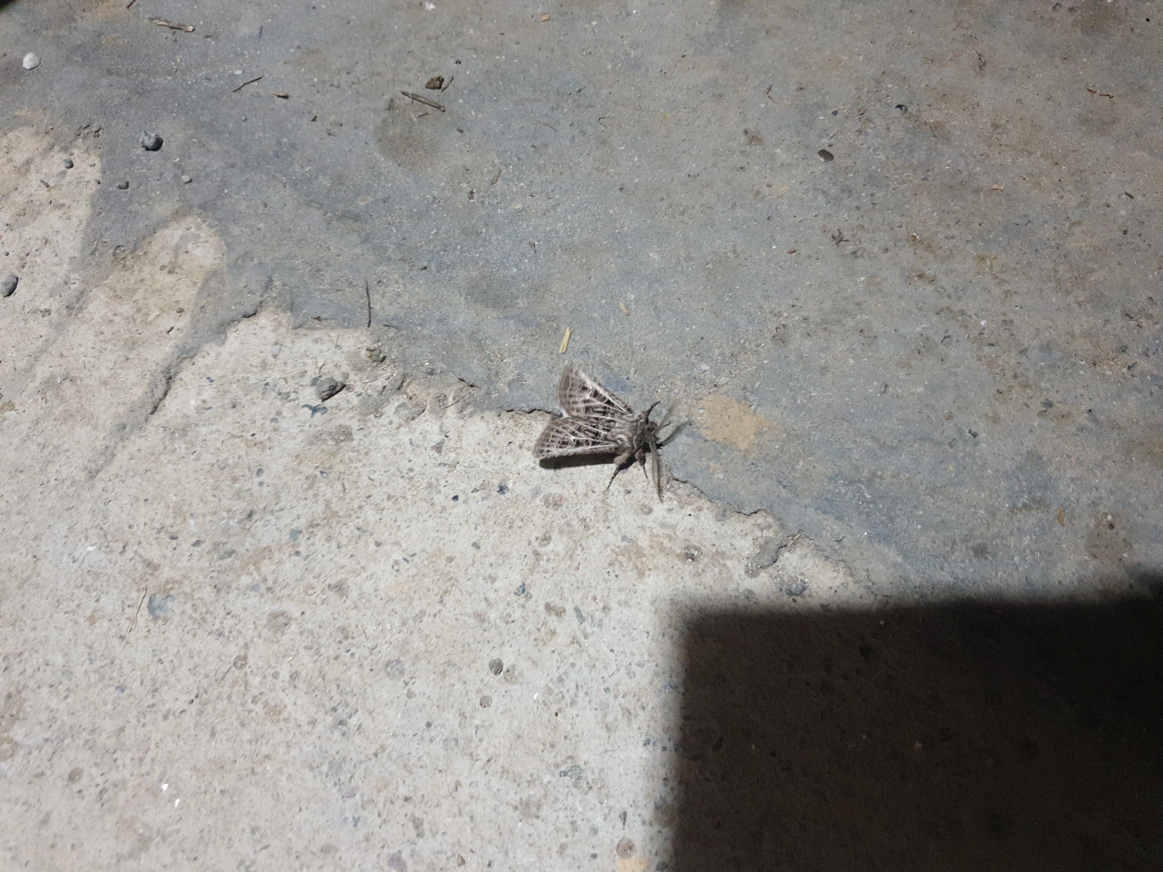 Insects and Invertebrates #021