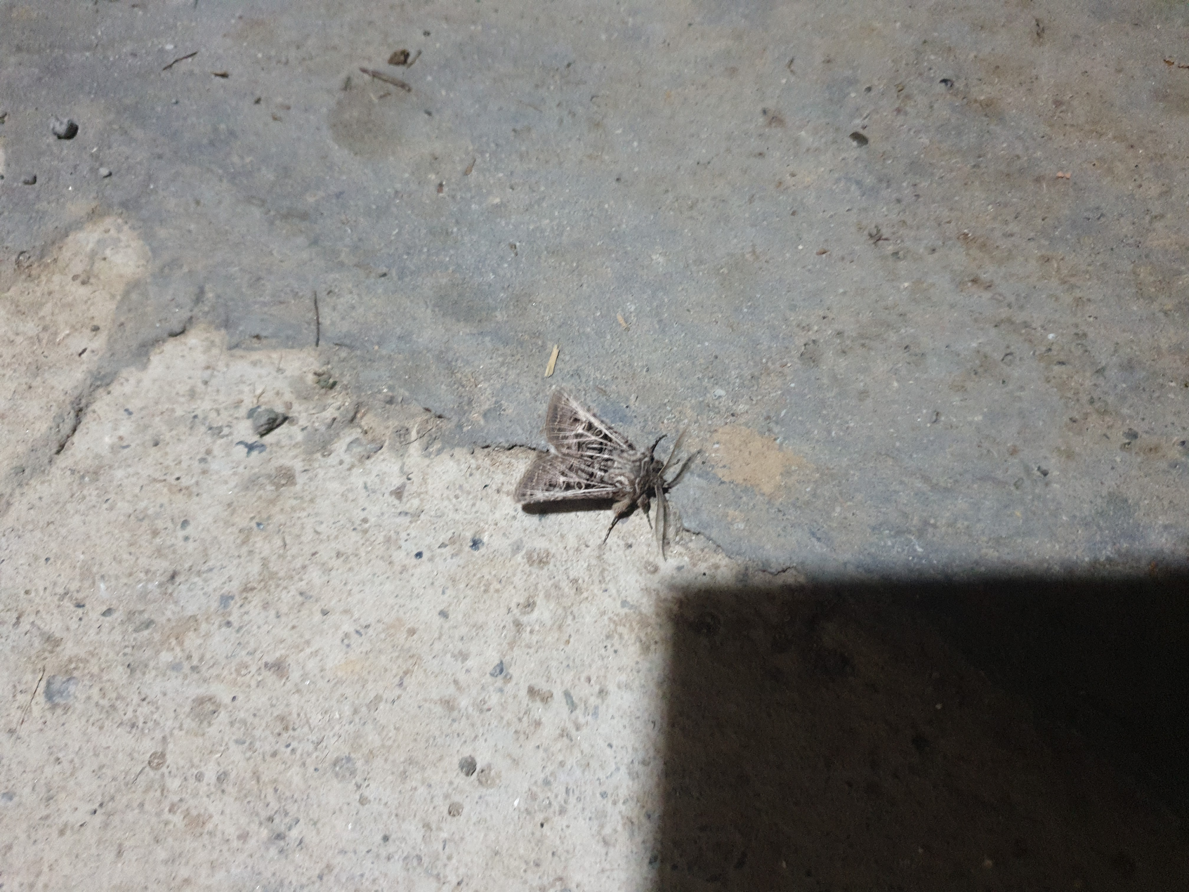 Insects and Invertebrates #022