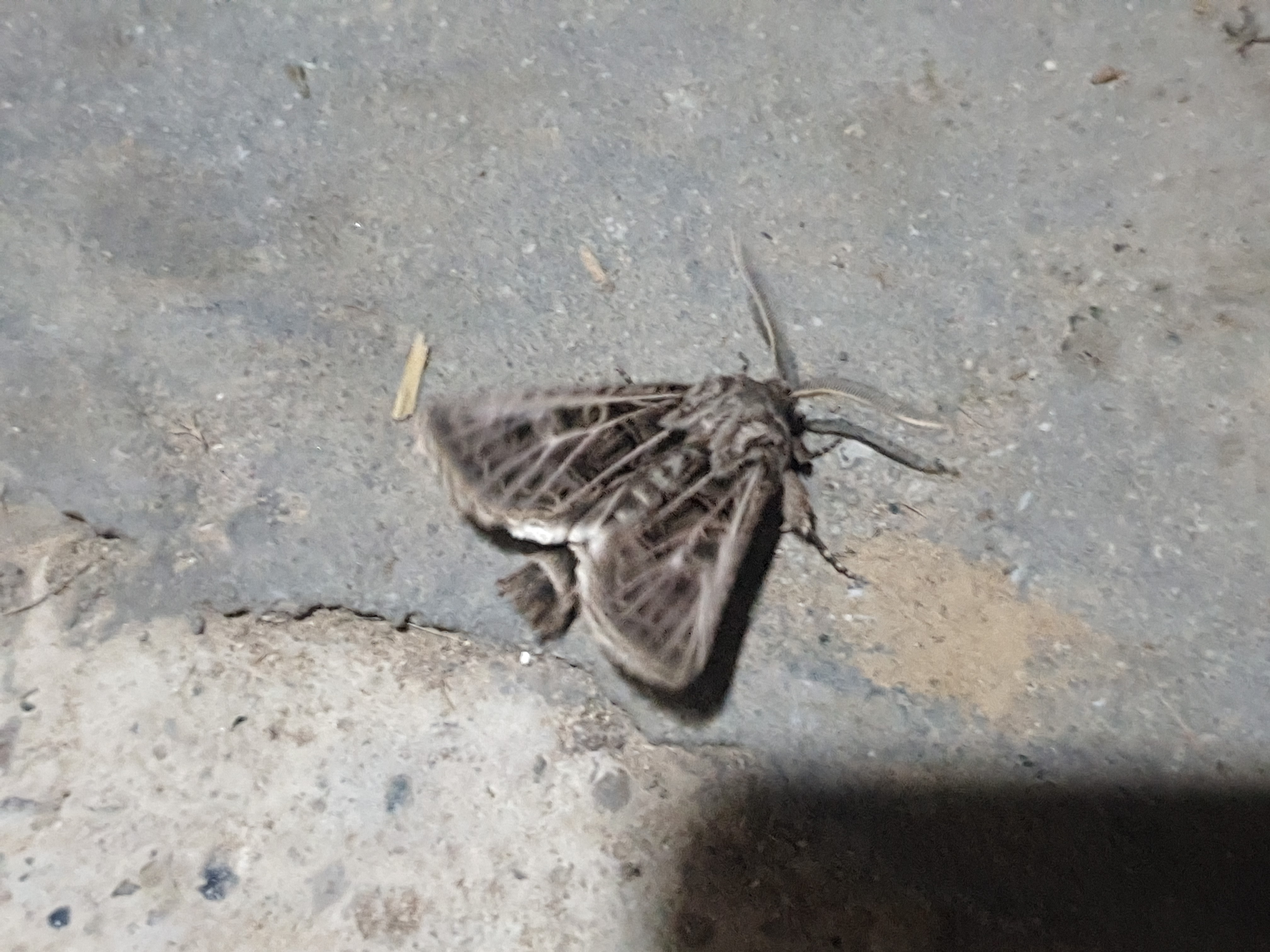 Insects and Invertebrates #023