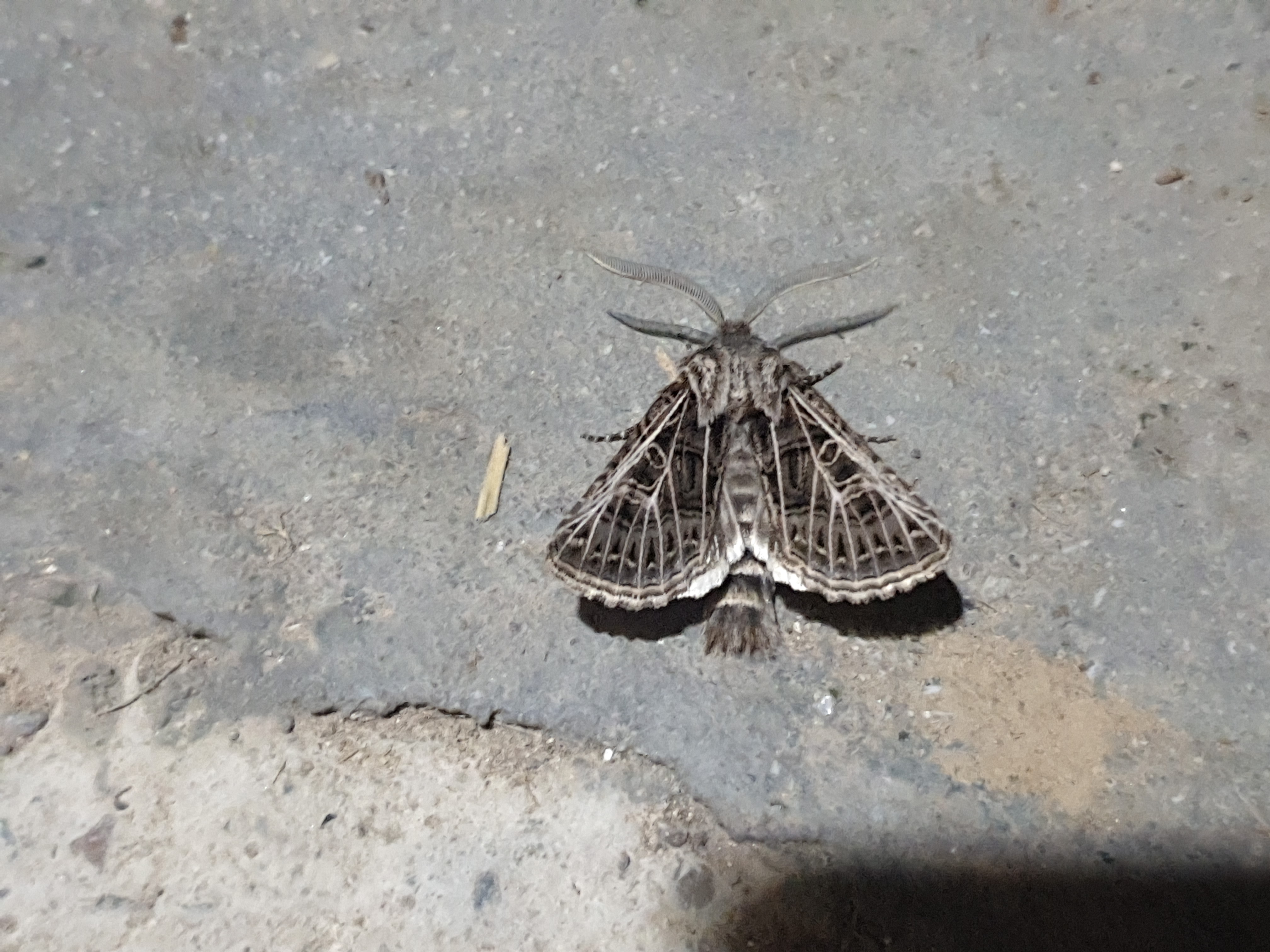 Insects and Invertebrates #024