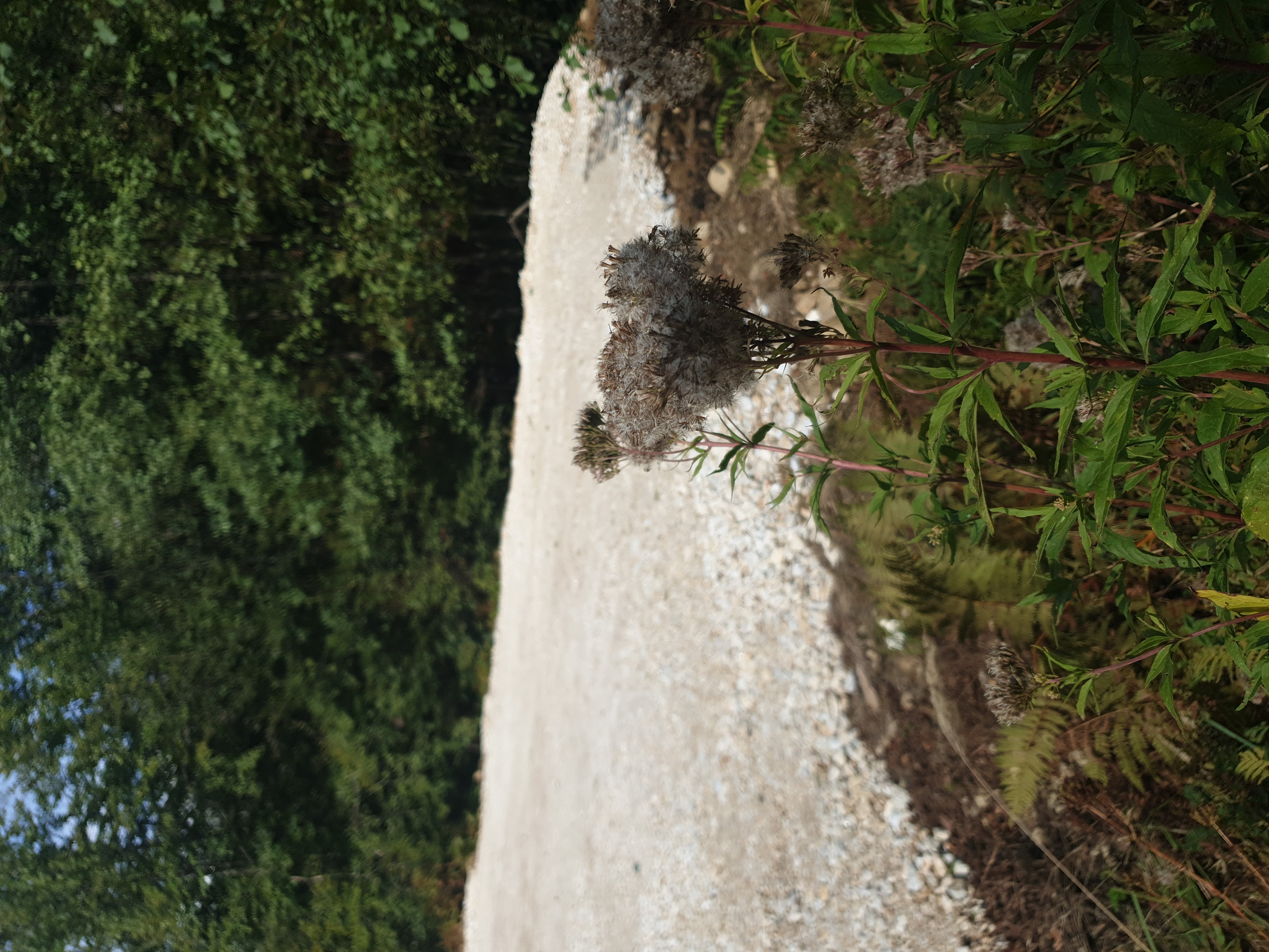 Nature Damage and Other Incidents #002