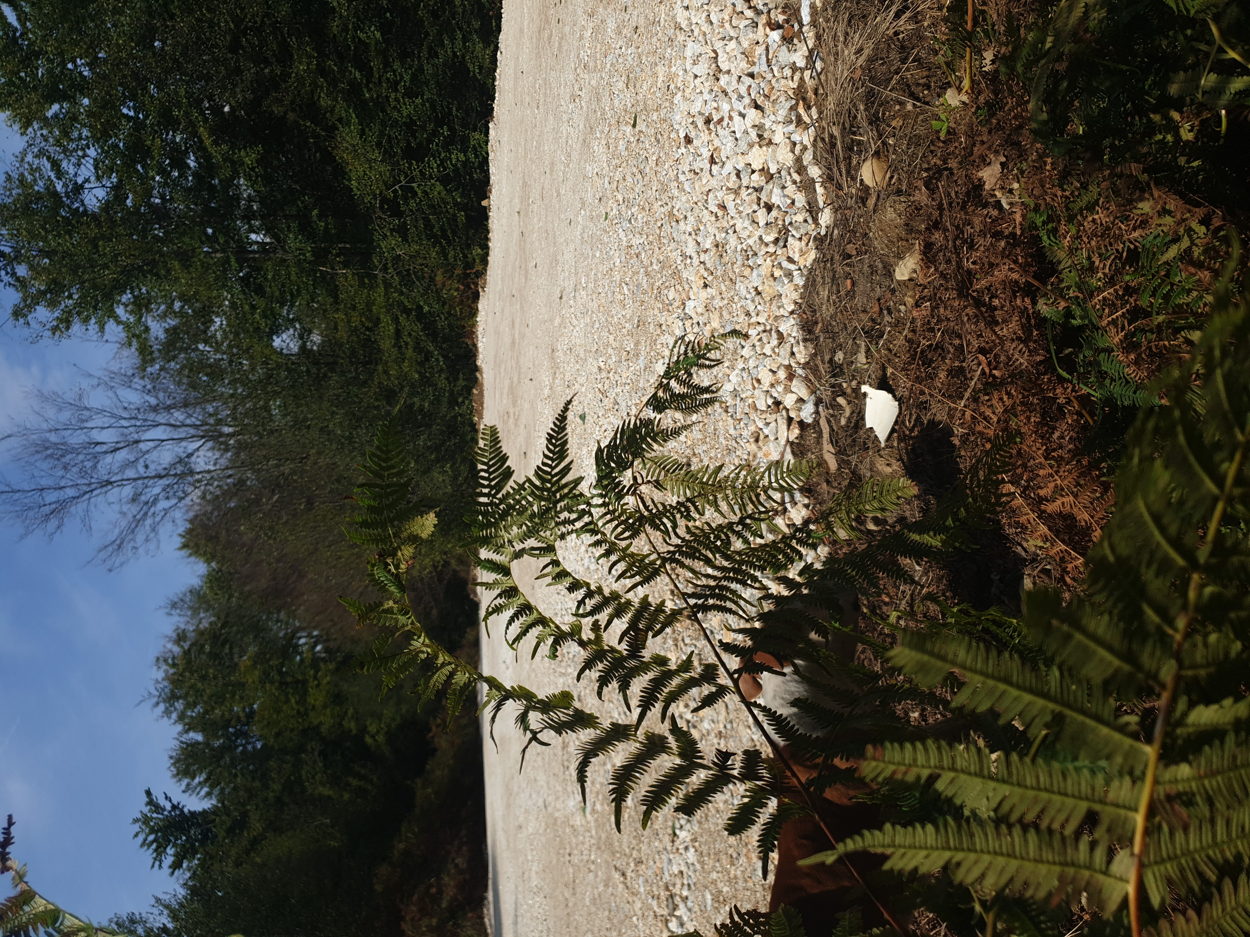 Nature Damage and Other Incidents #004