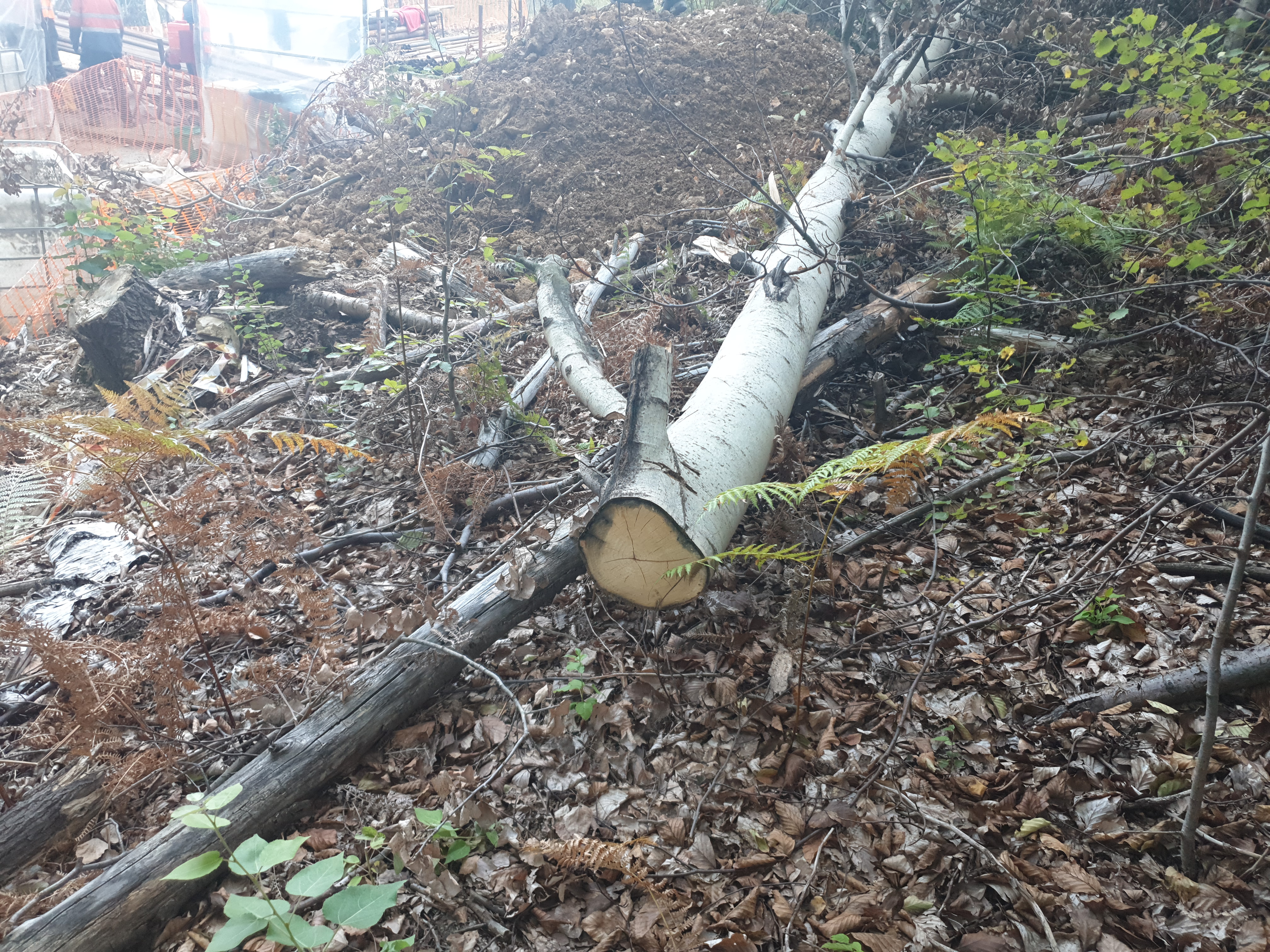 Nature Damage and Other Incidents #009