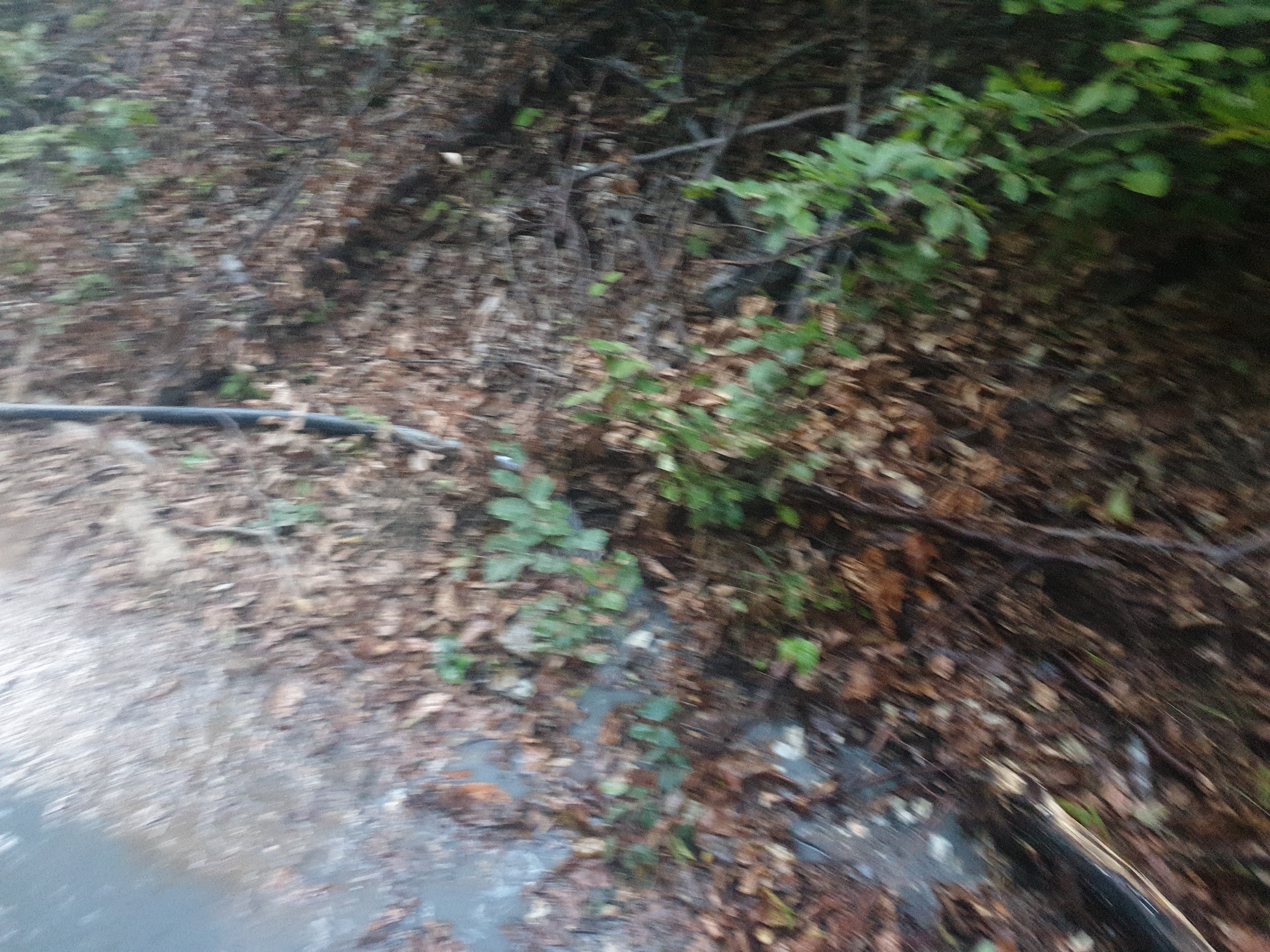 Nature Damage and Other Incidents #021