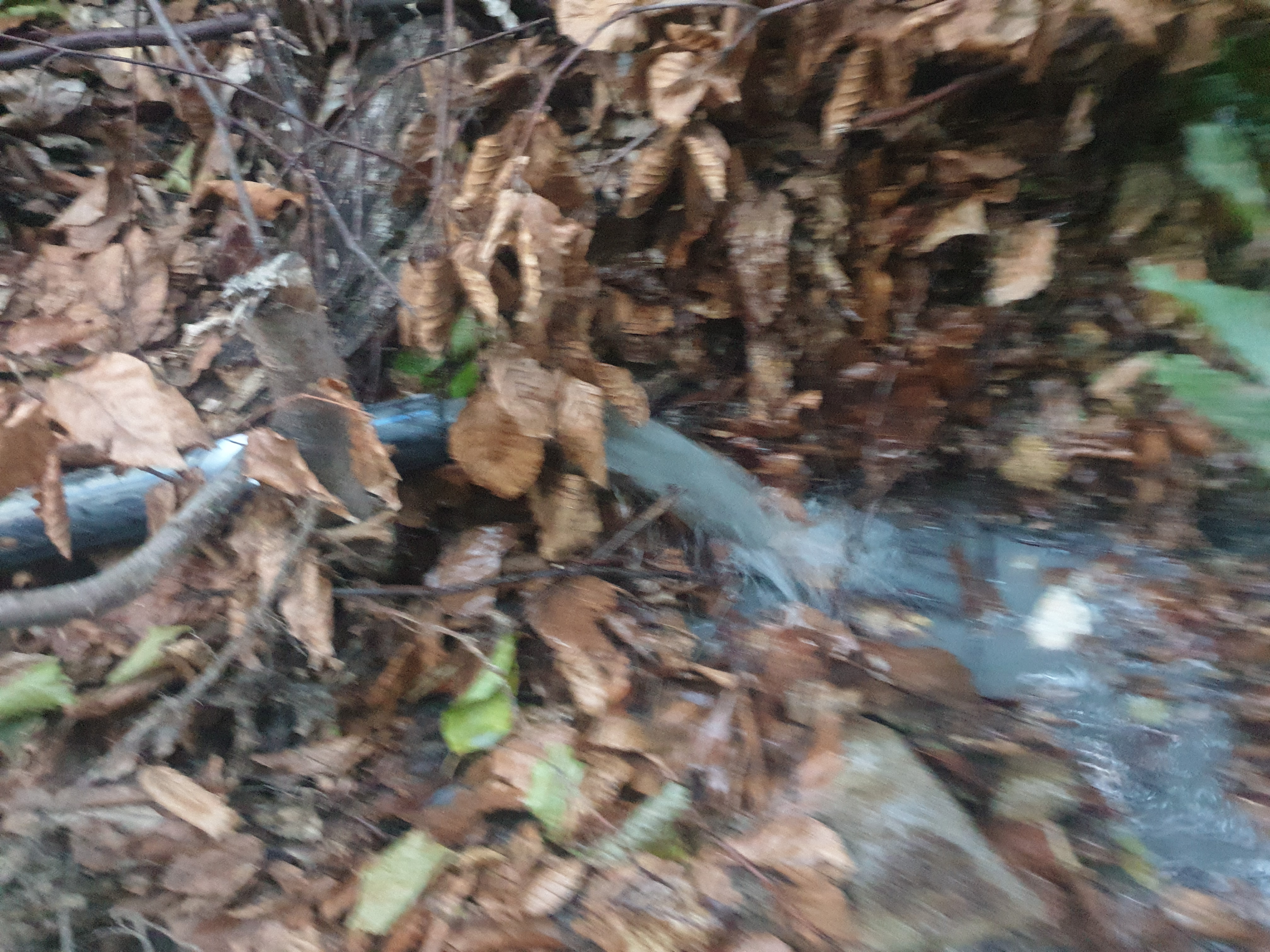 Nature Damage and Other Incidents #024