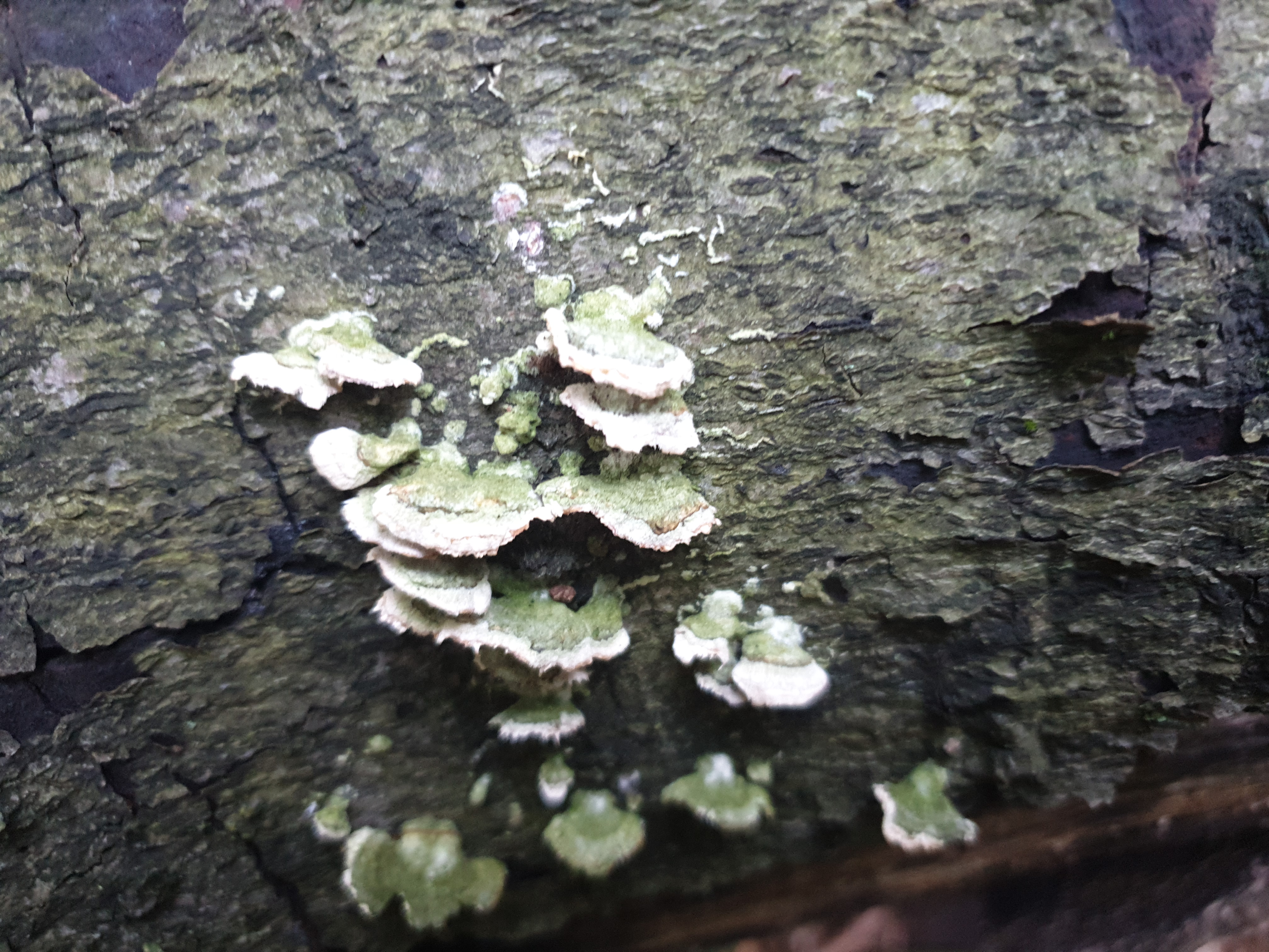 Plants and Fungi #001
