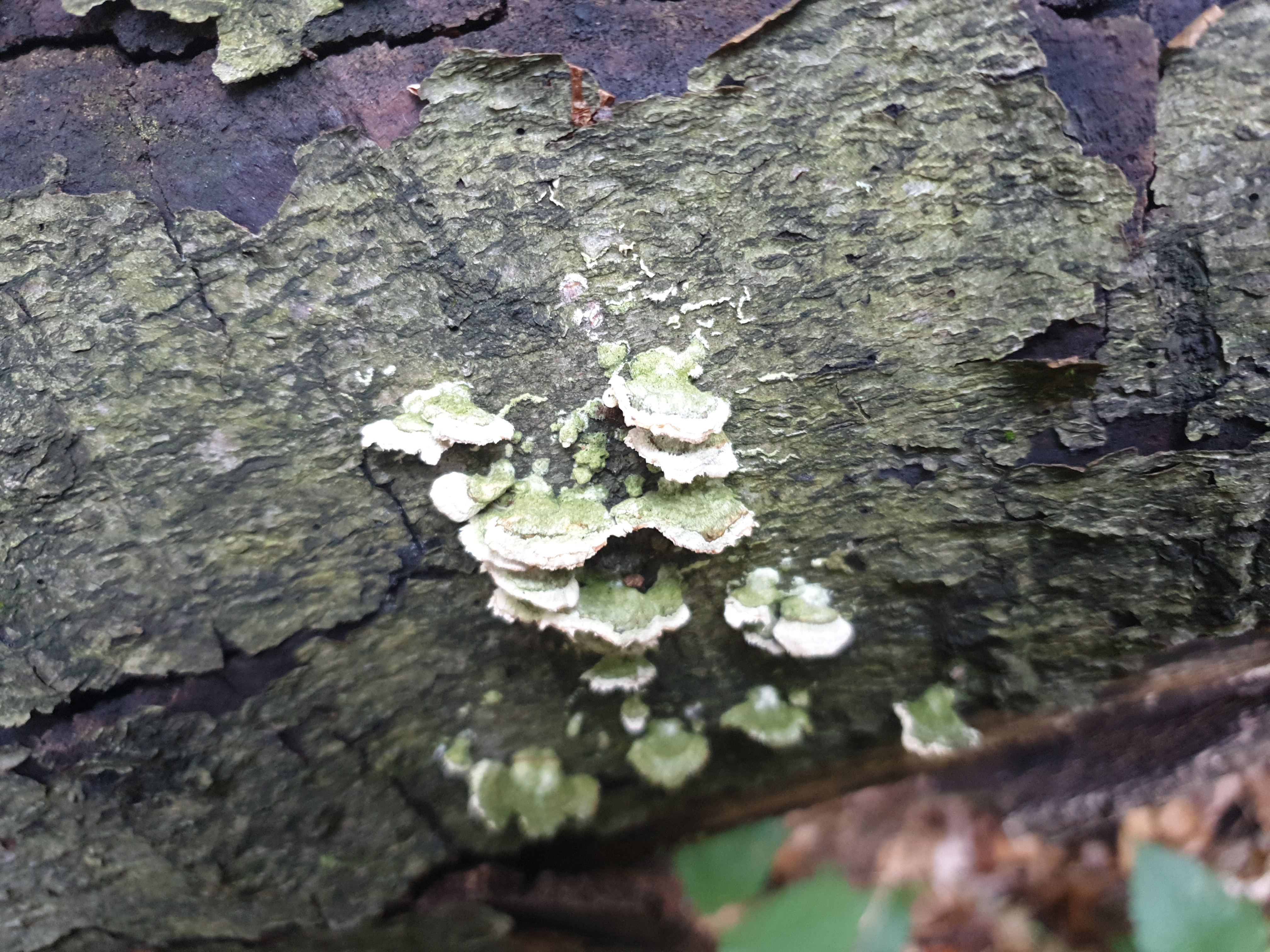 Plants and Fungi #002