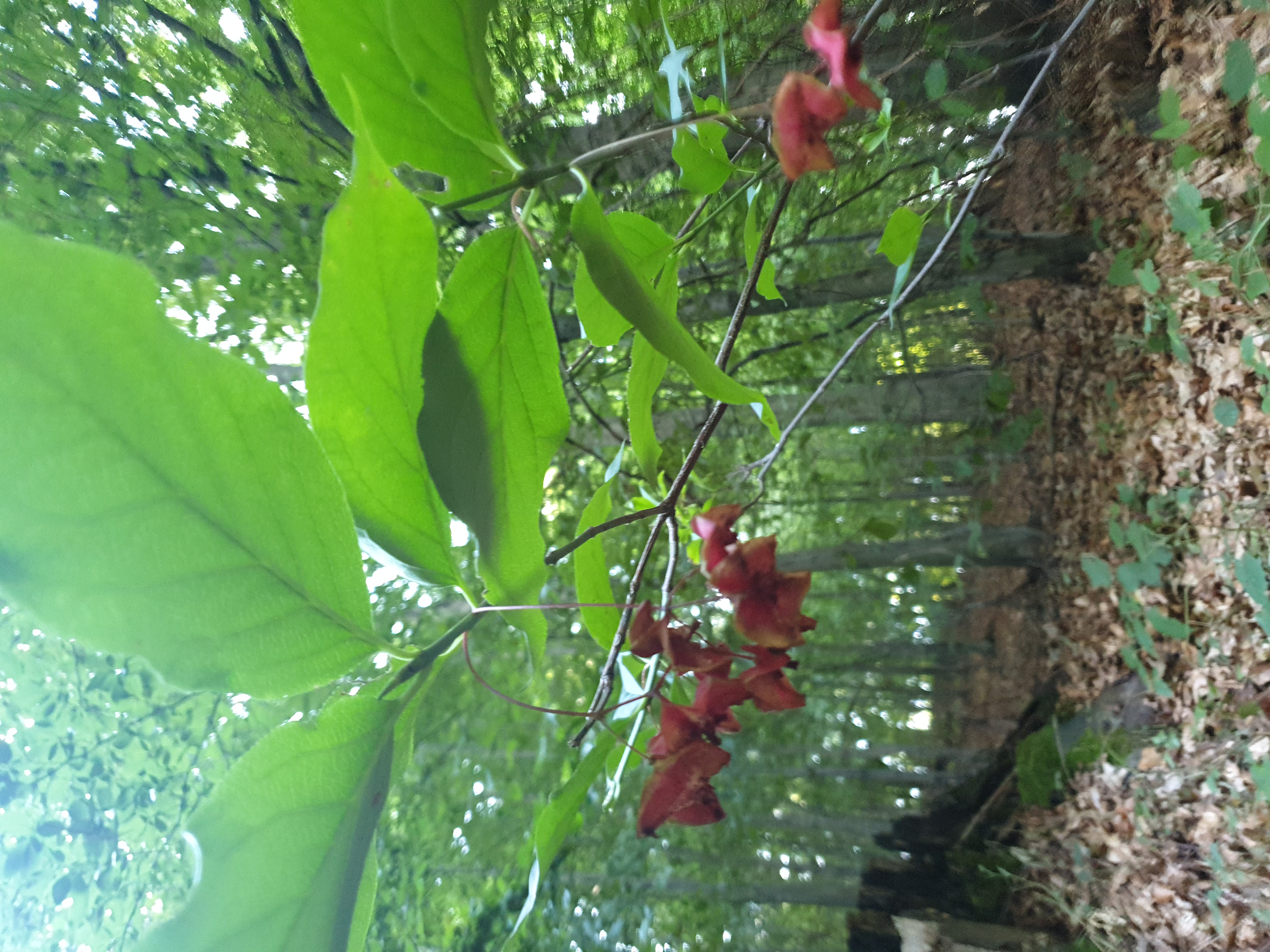 Plants and Fungi #003